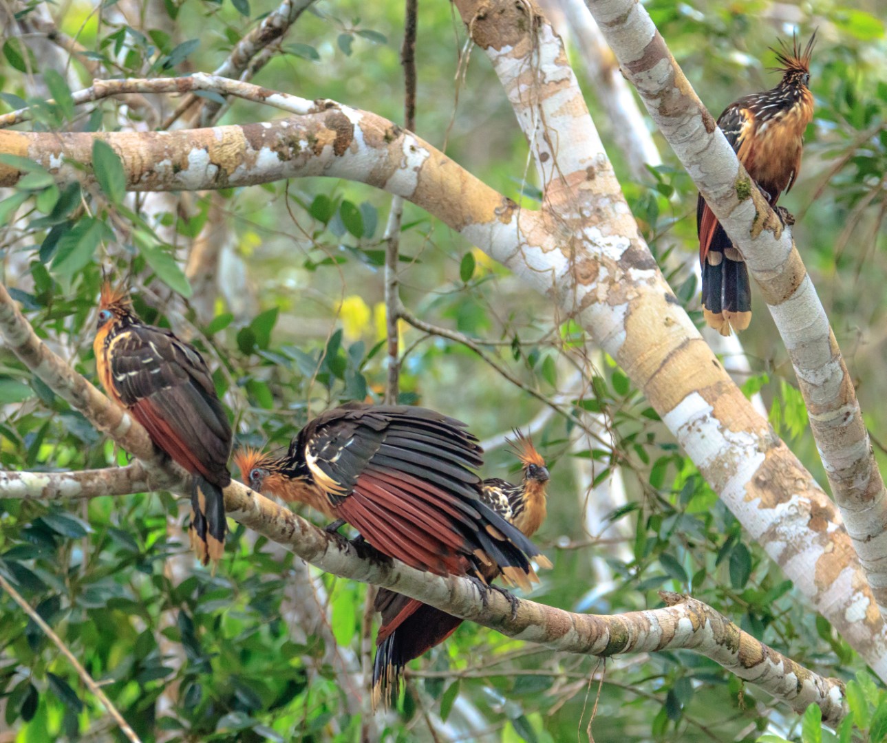 Hoatzin