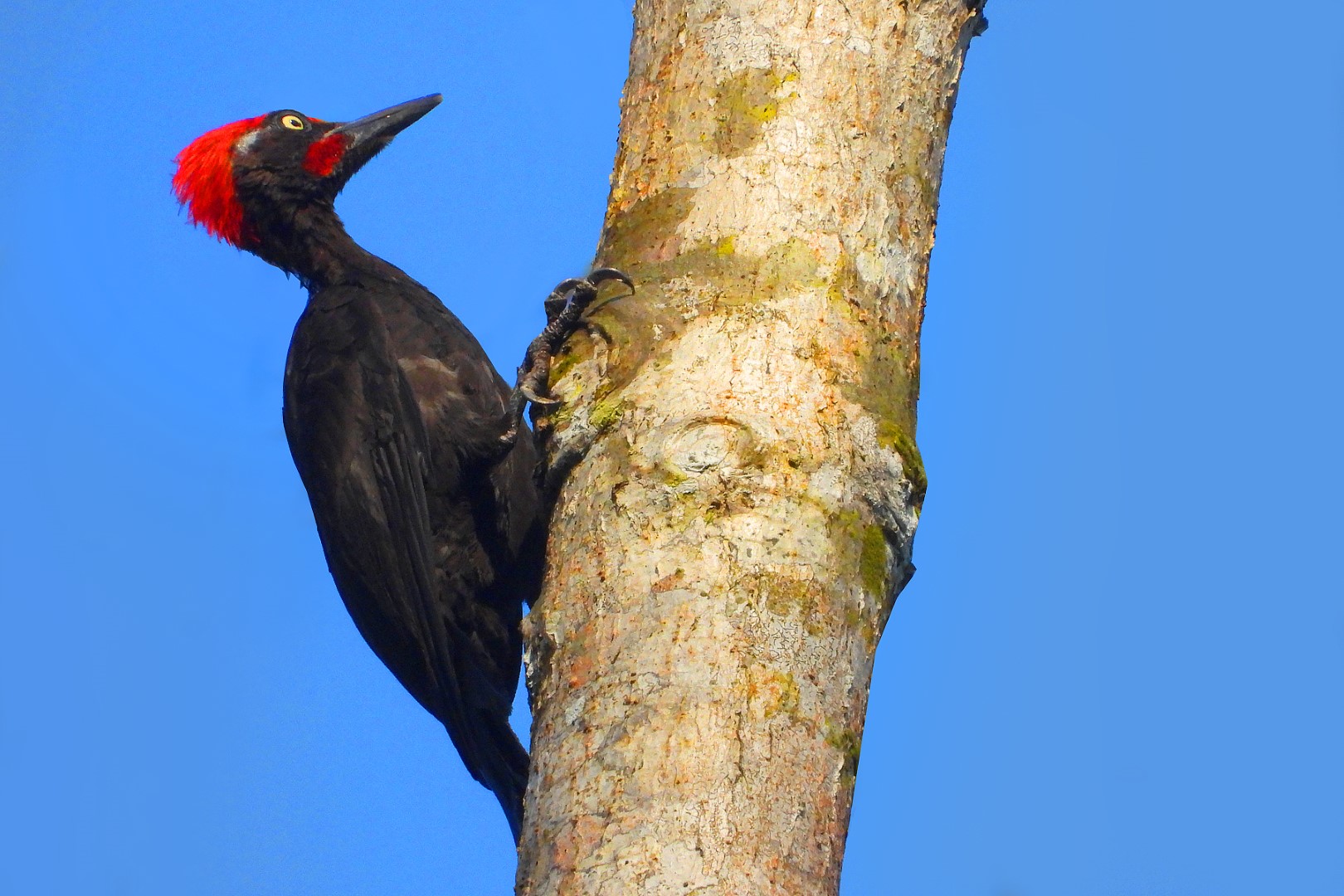 Hodge's Woodpecker