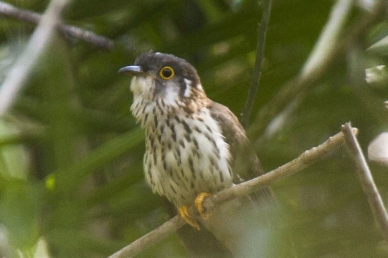 Hodgson's Hawk-Cuckoo