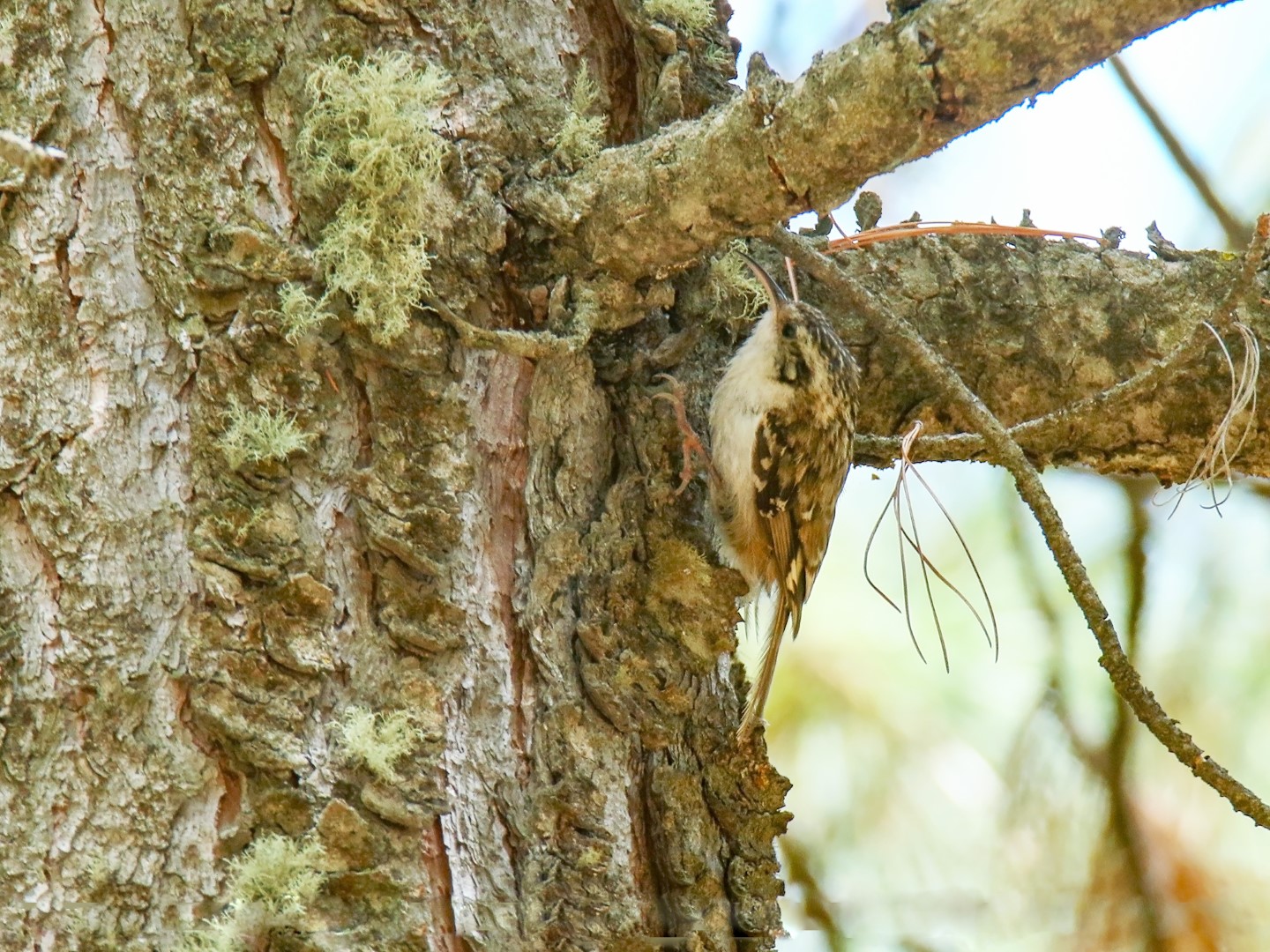 Hodgson's Treecreeper