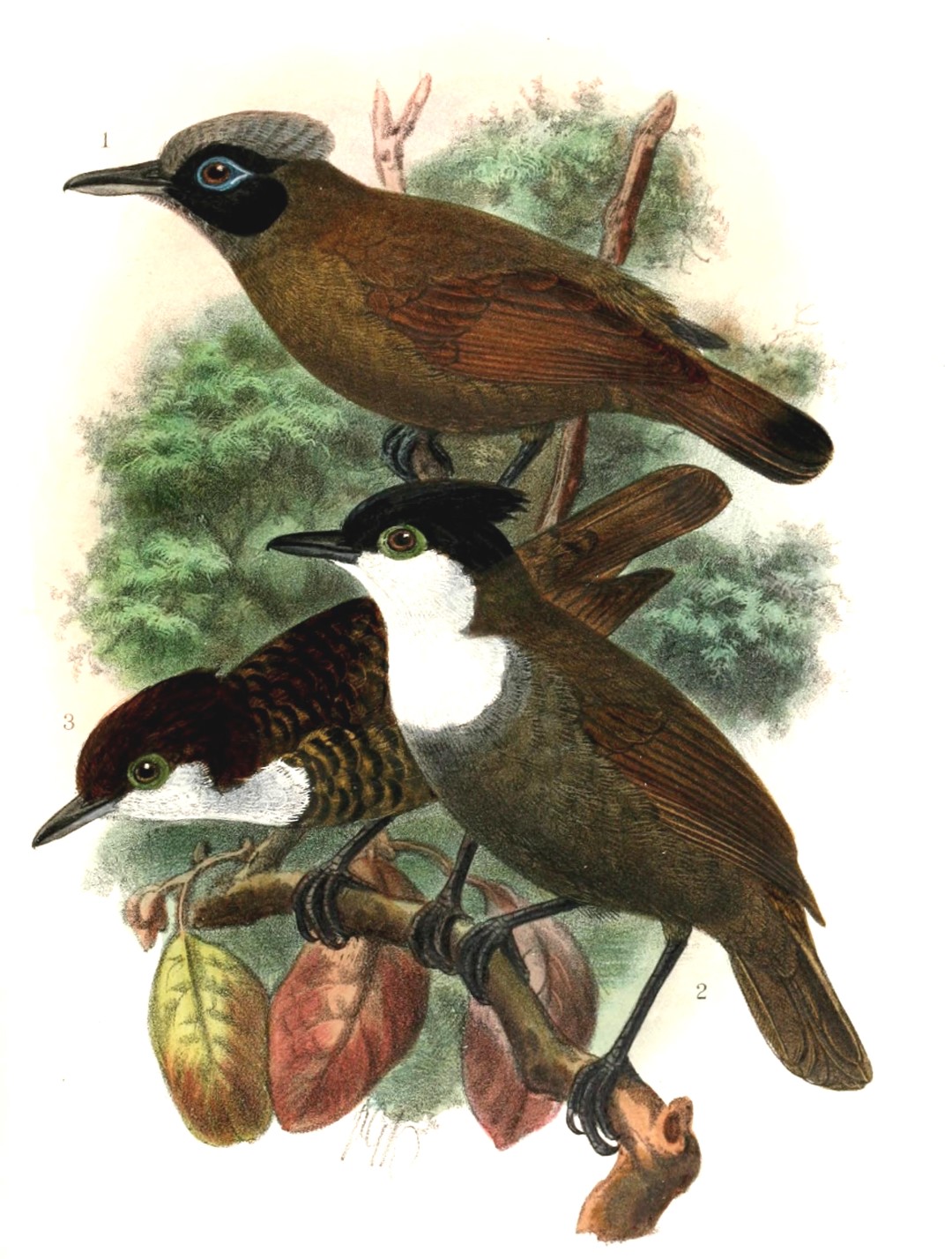 Hoffmann's Woodpecker