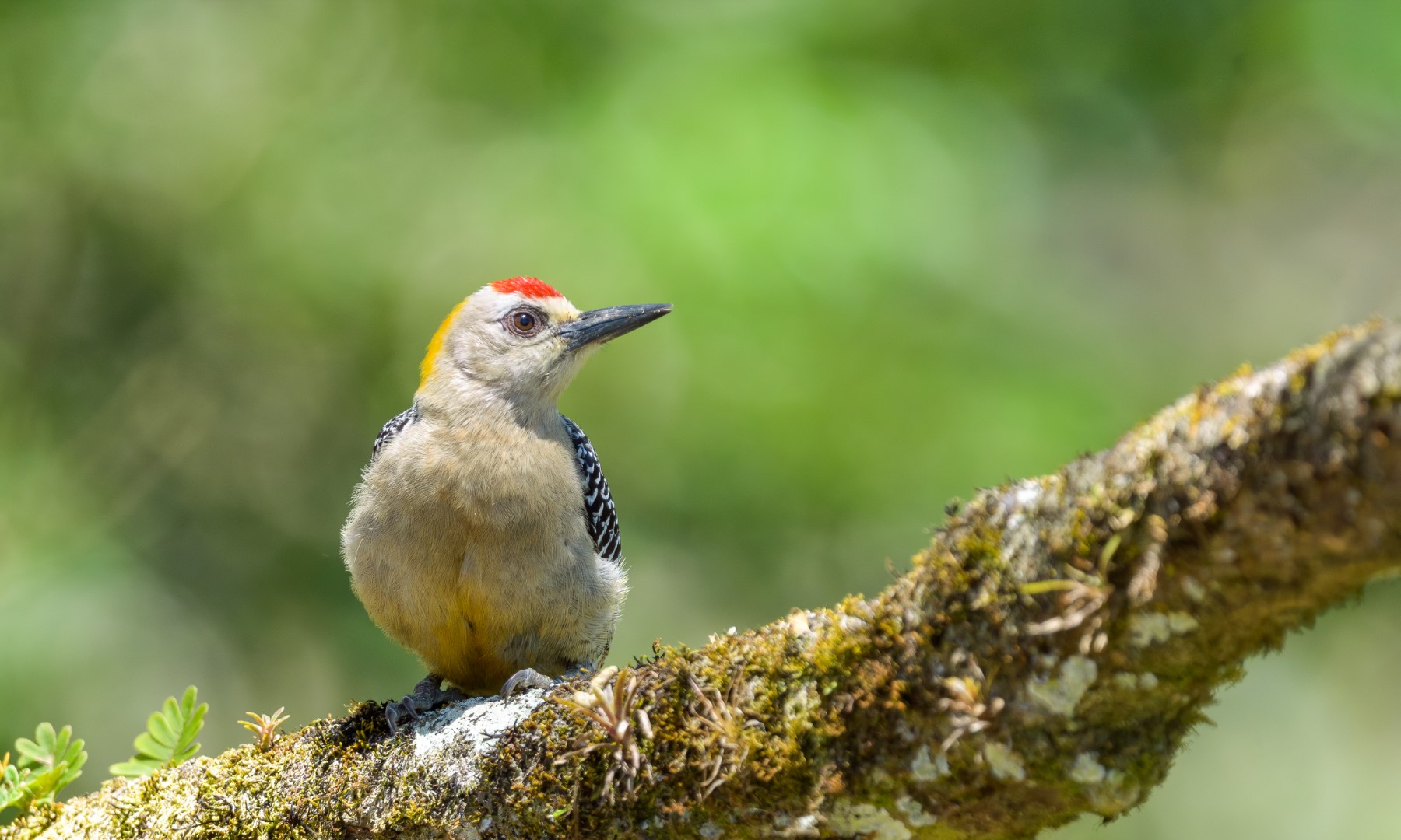 Hoffmann's woodpecker