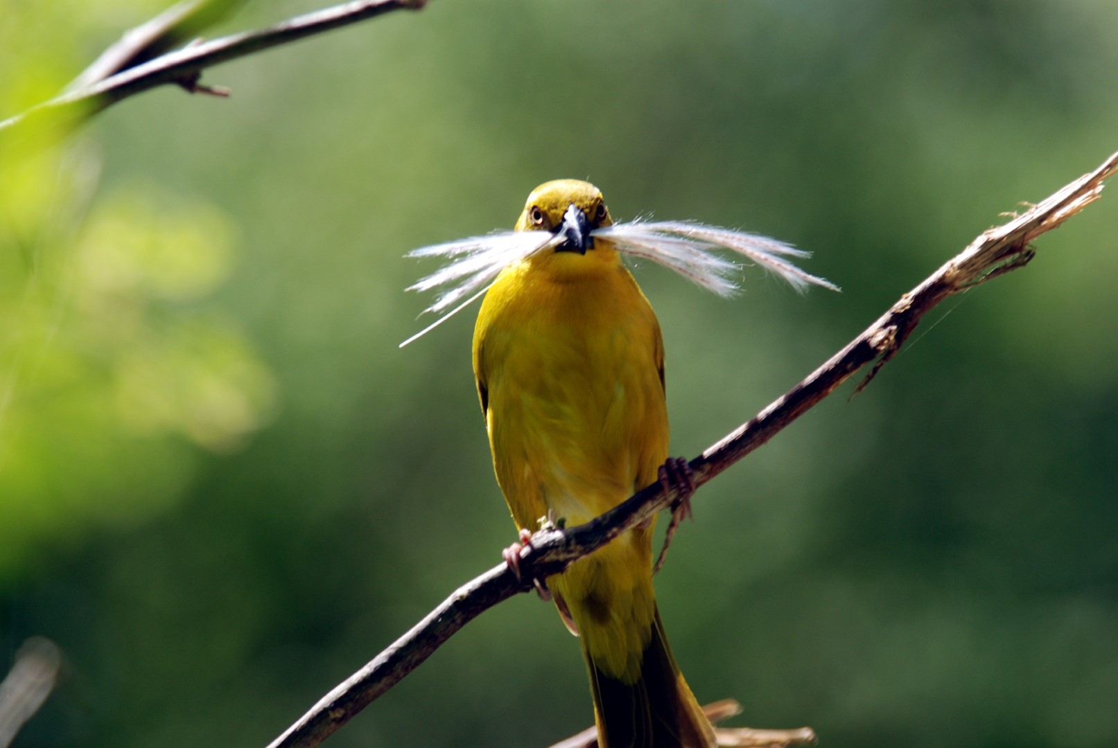 Holub's Golden Weaver
