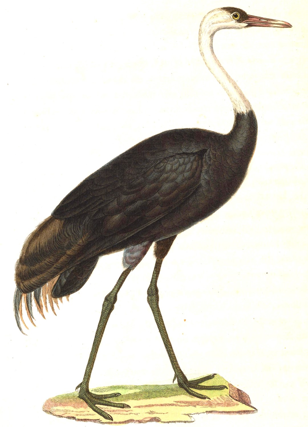 Hooded Crane