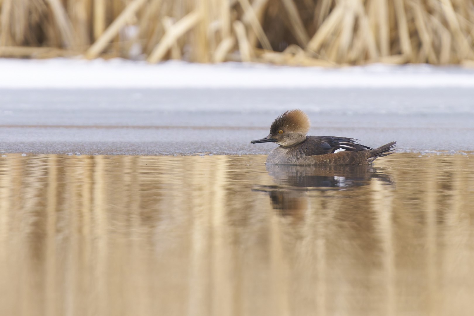 Hooded Merganser