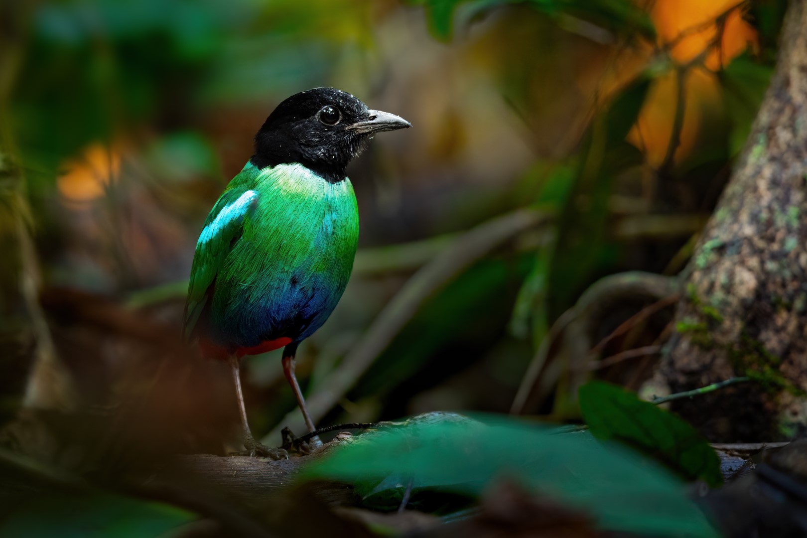Hooded Pitta