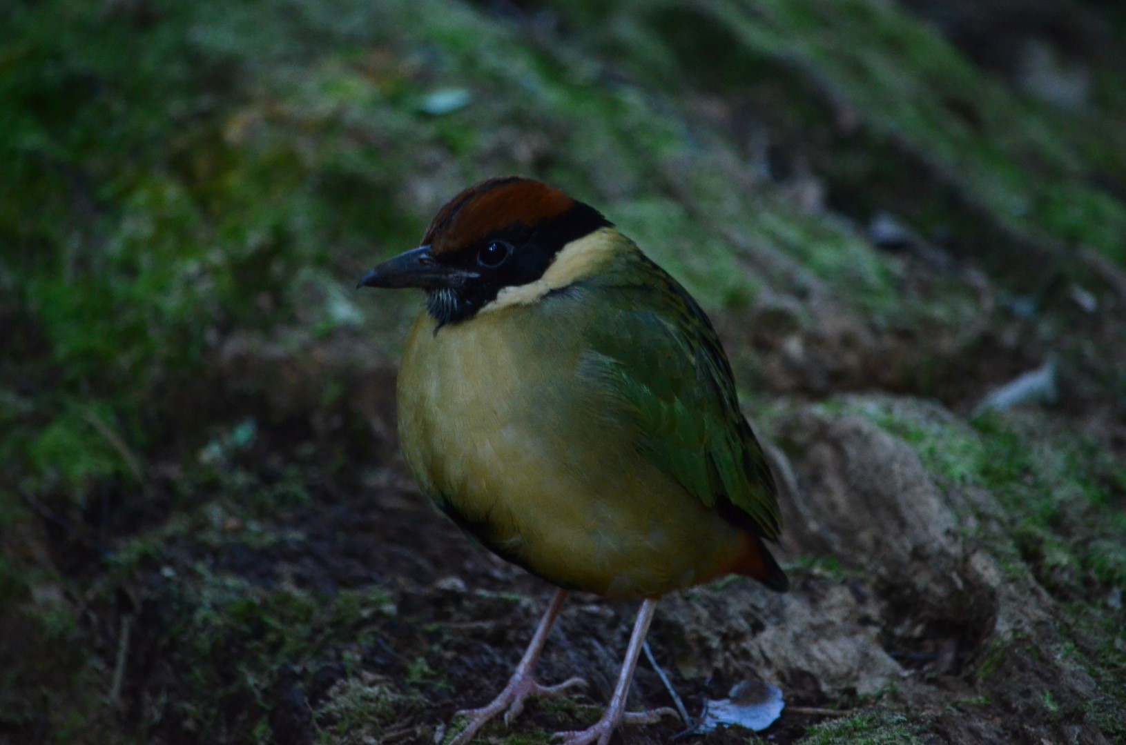 Hooded Pitta