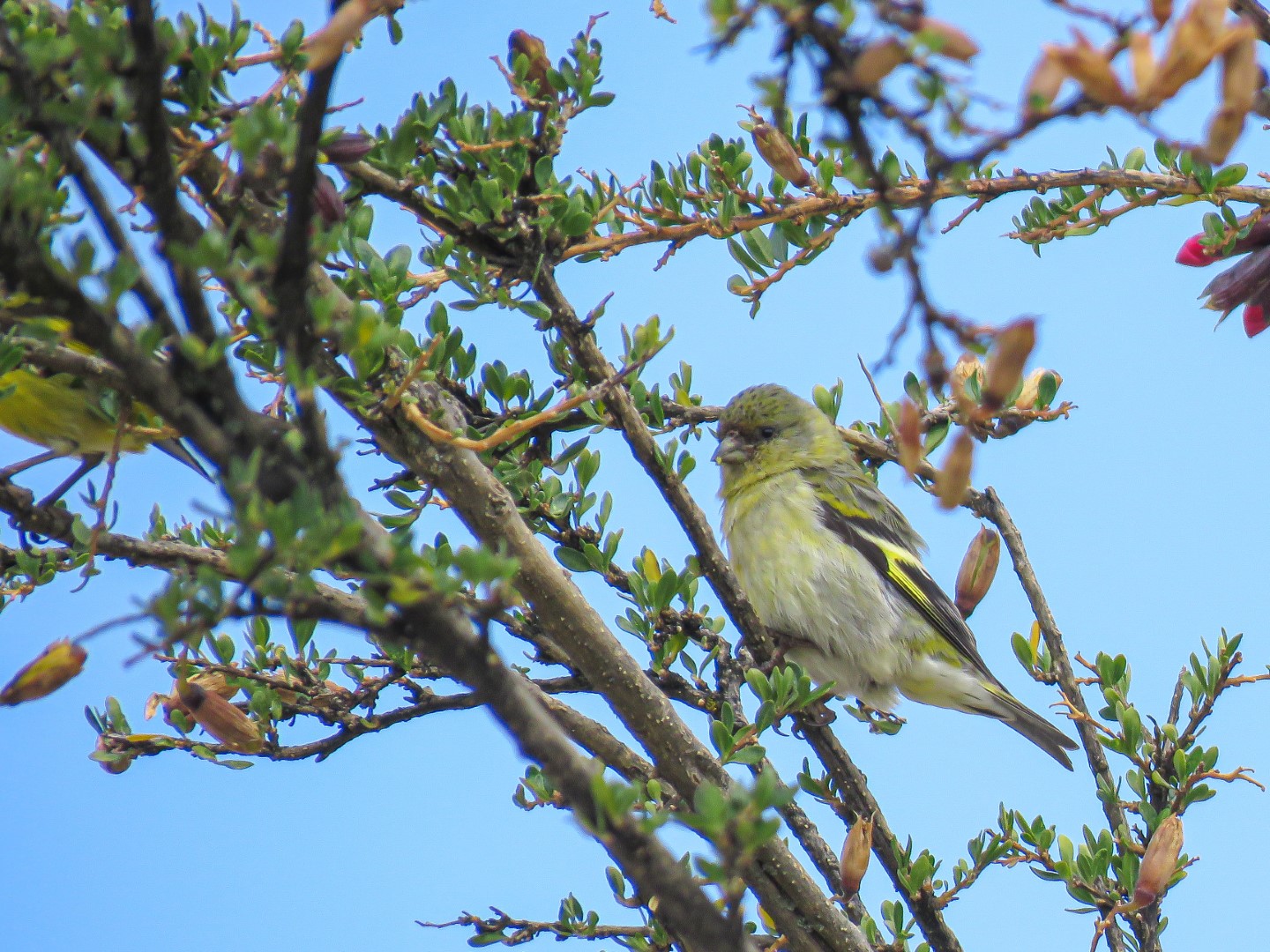 Hooded Siskin
