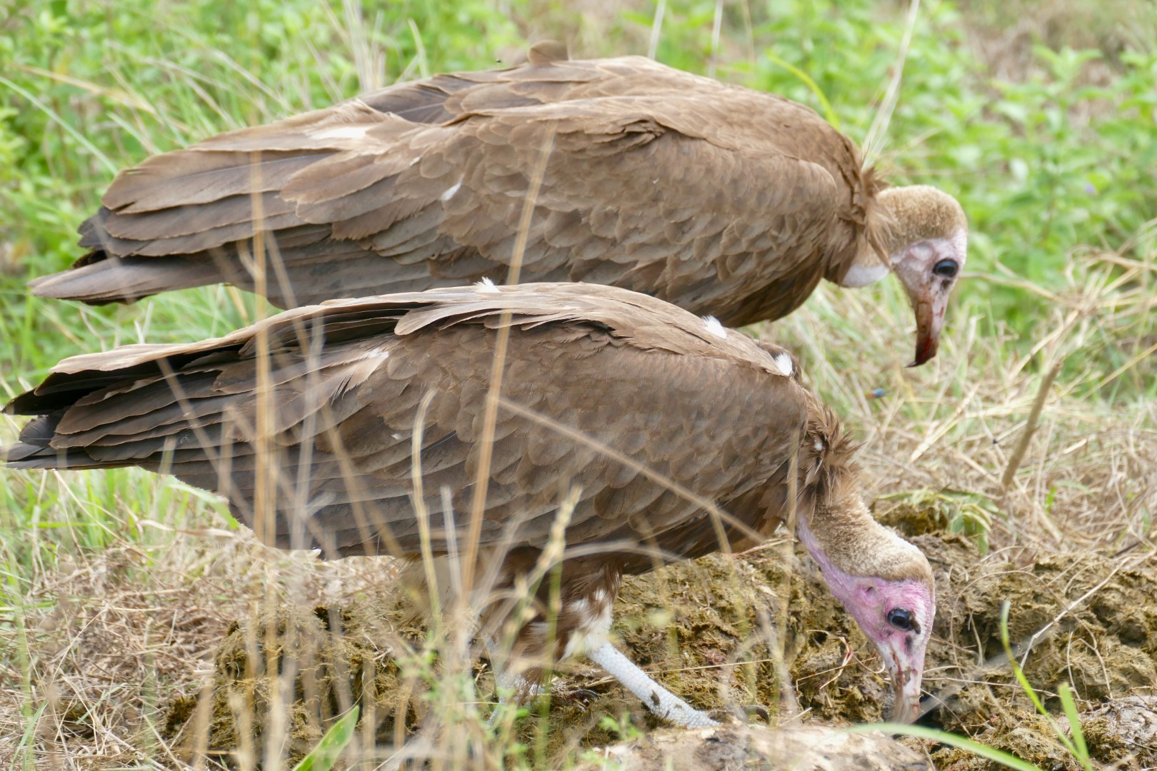 Hooded Vulture