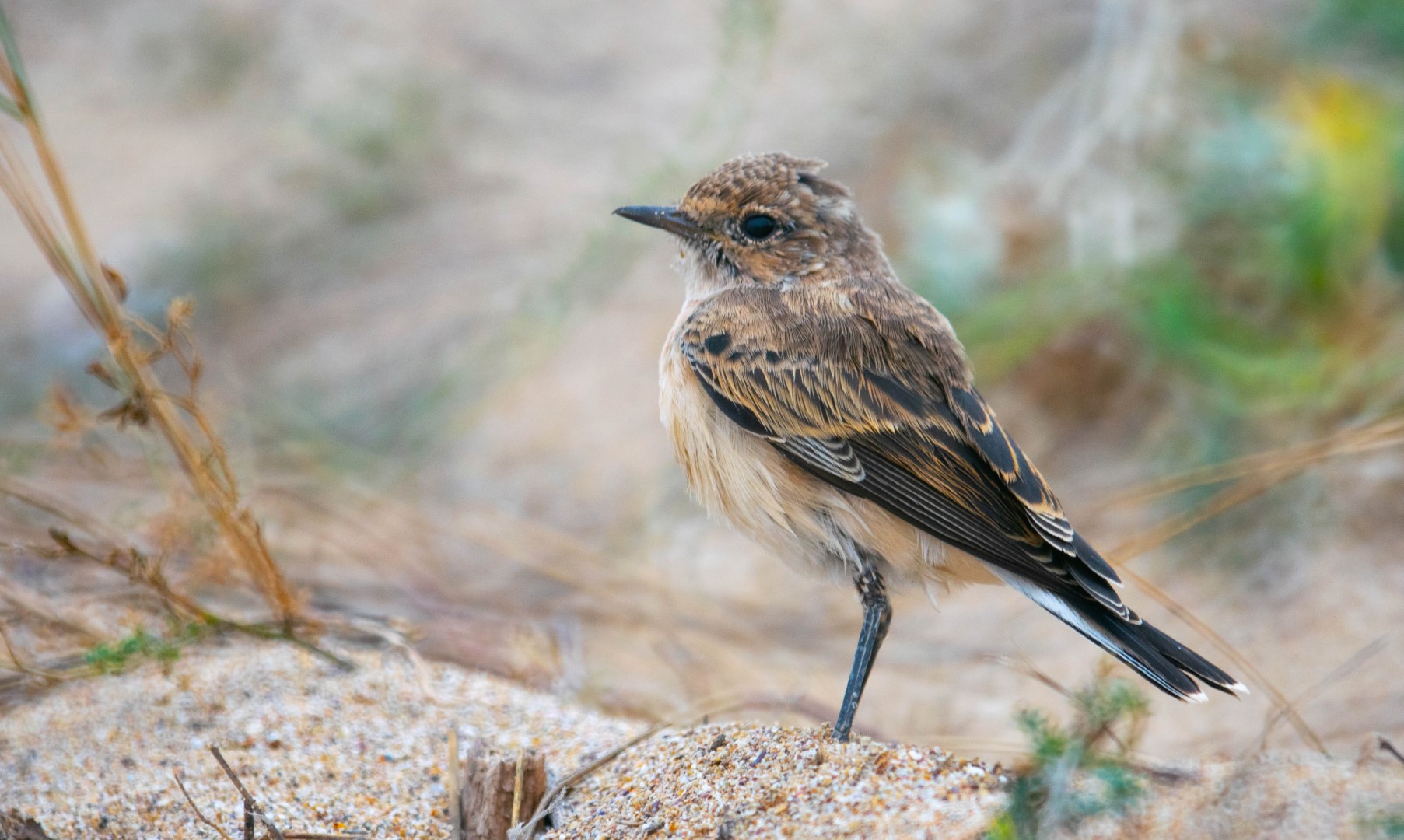 Hooded Wheatear