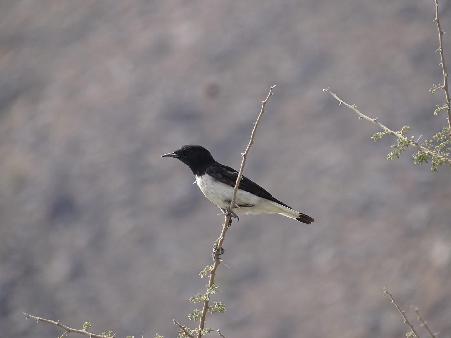Hooded Wheatear