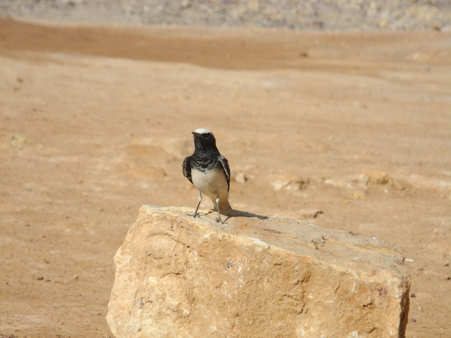 Hooded Wheatear