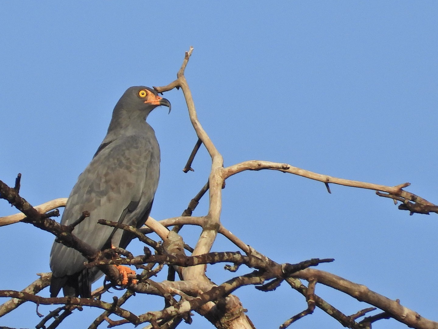 Hook-billed Hermit