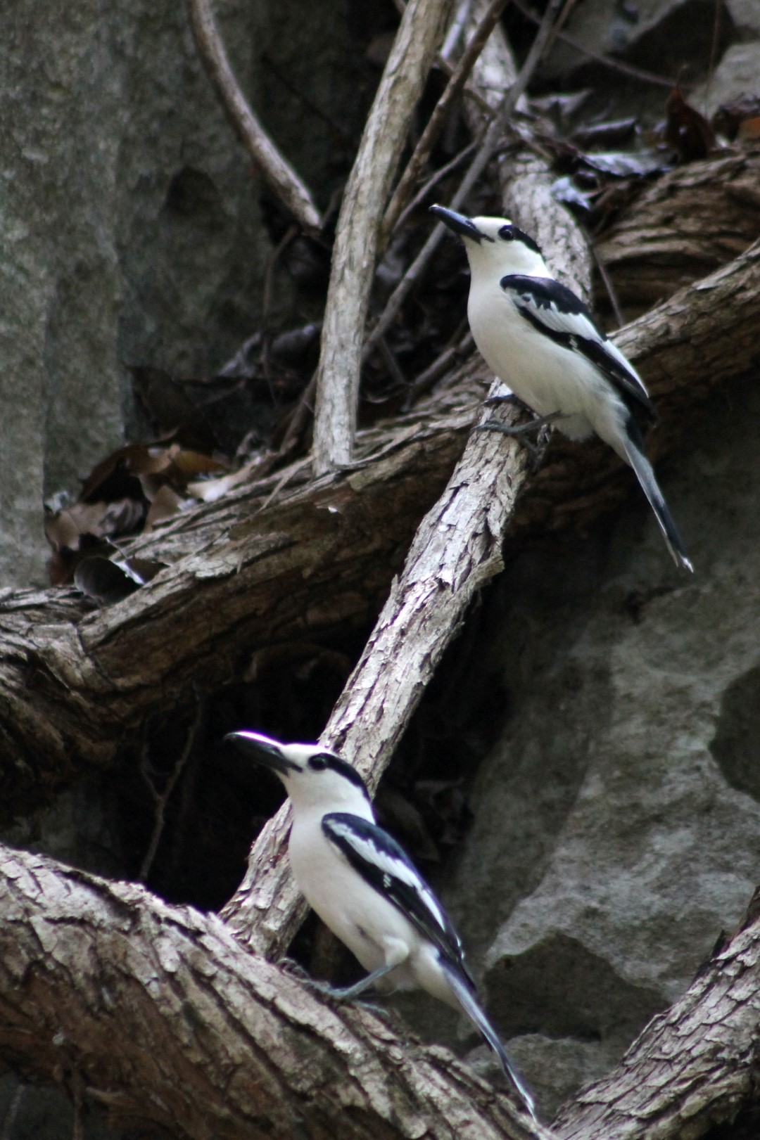 Hook-billed Vanga