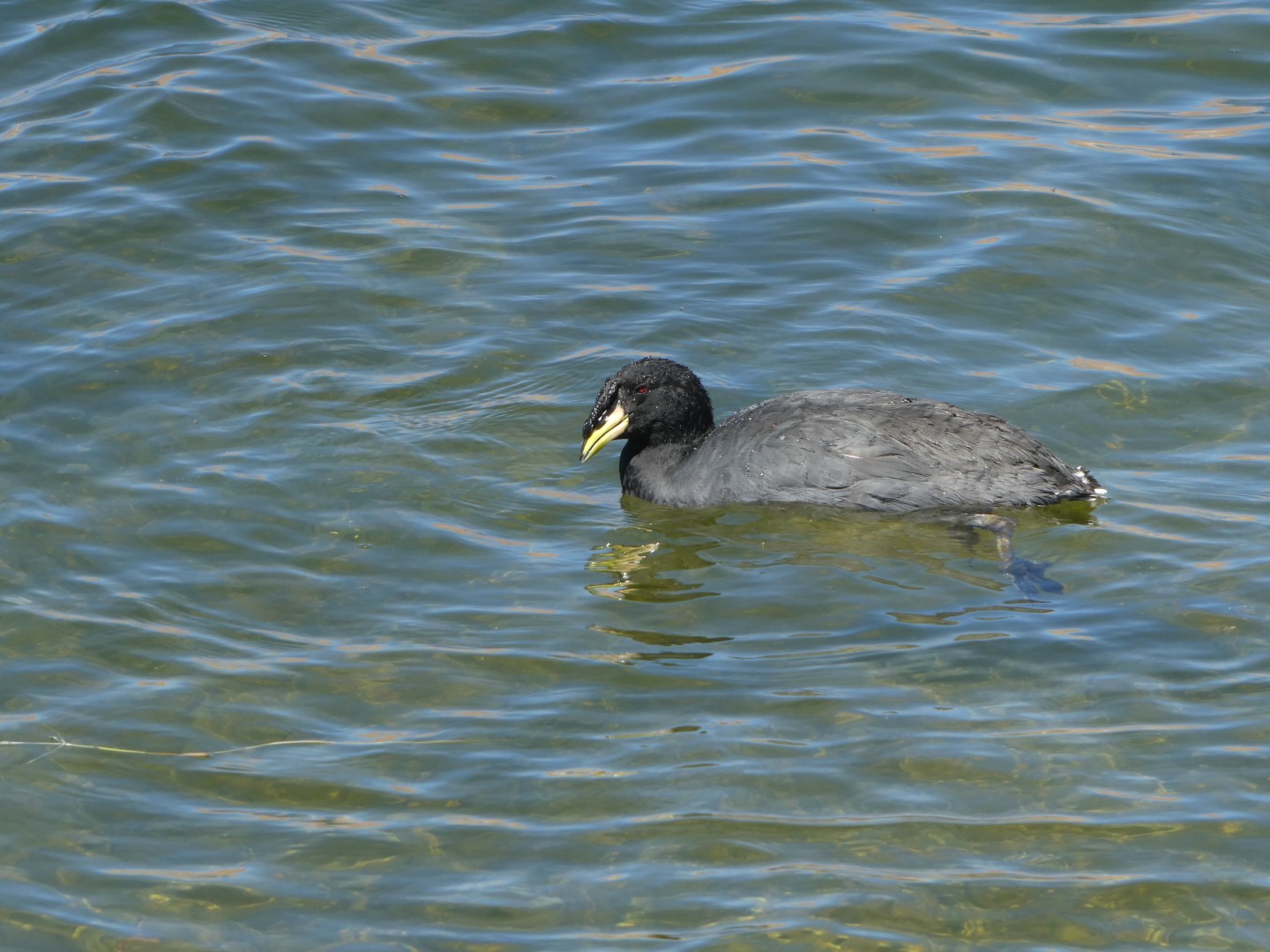 Horned Coot