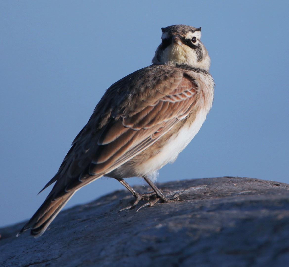 Horned Lark
