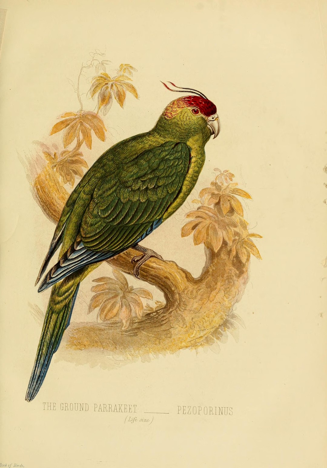 Horned Parakeet