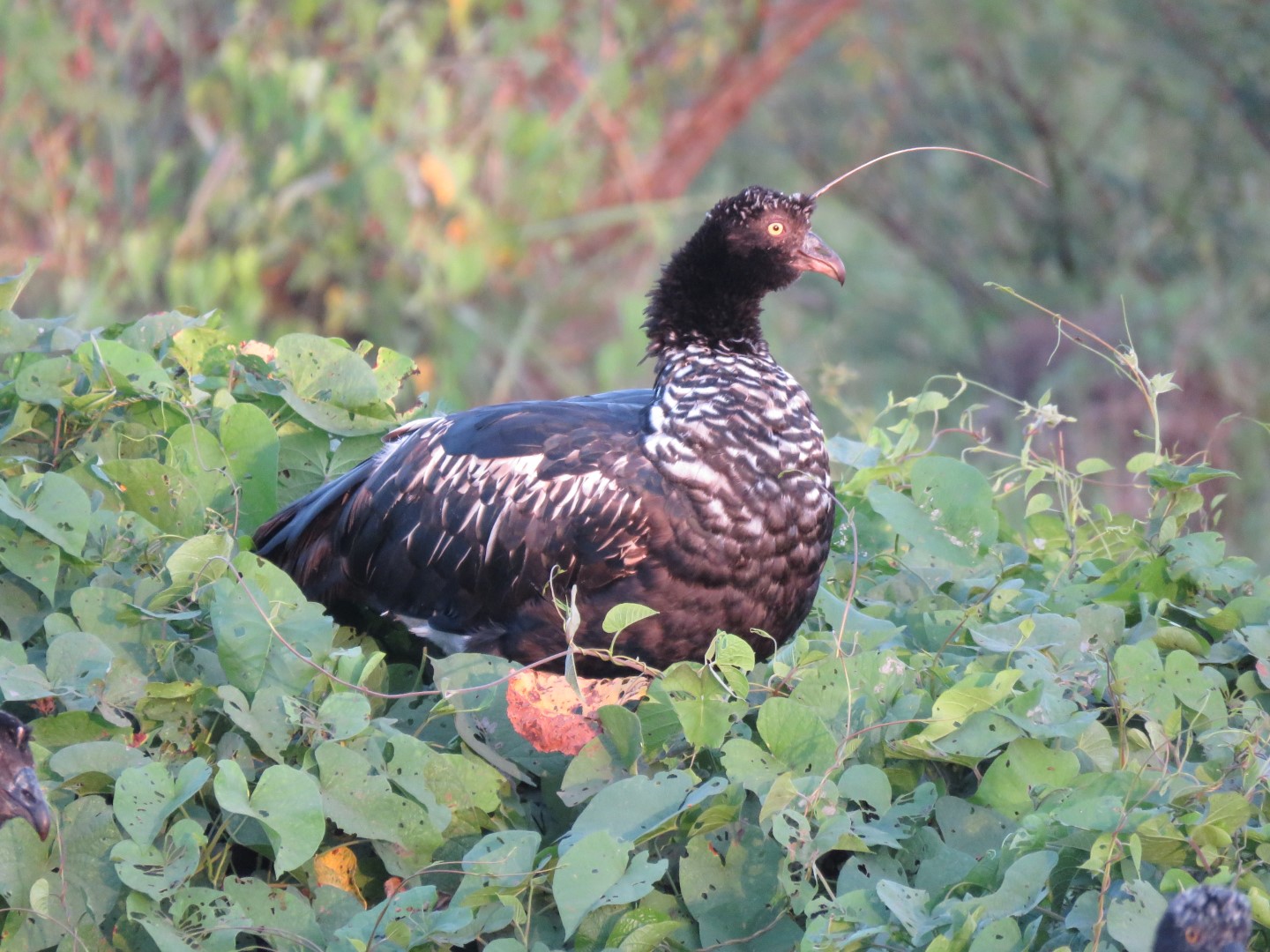 Horned Screamer