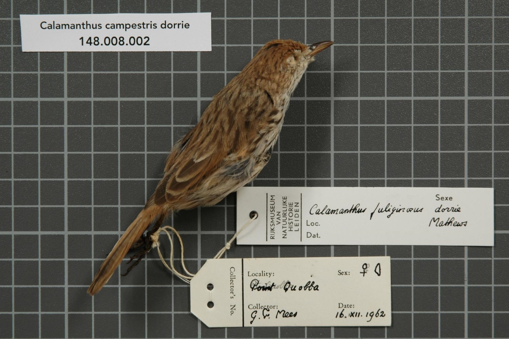 Horsfield's Bushlark