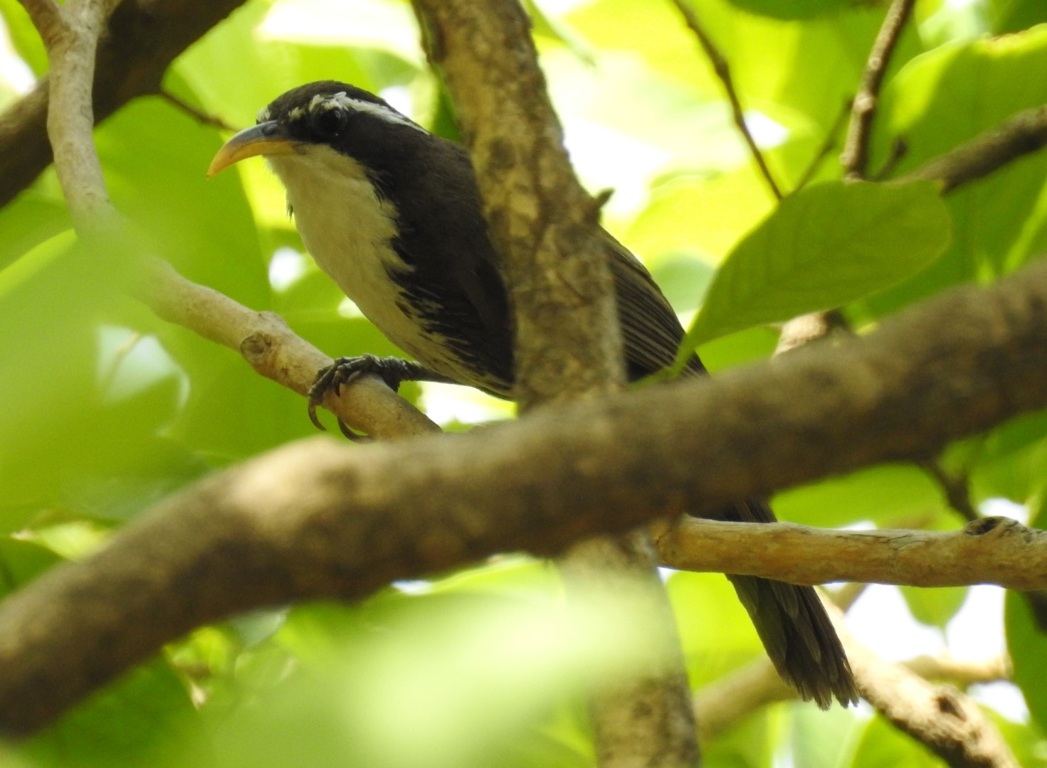 Horsfield's Scimitar Babbler