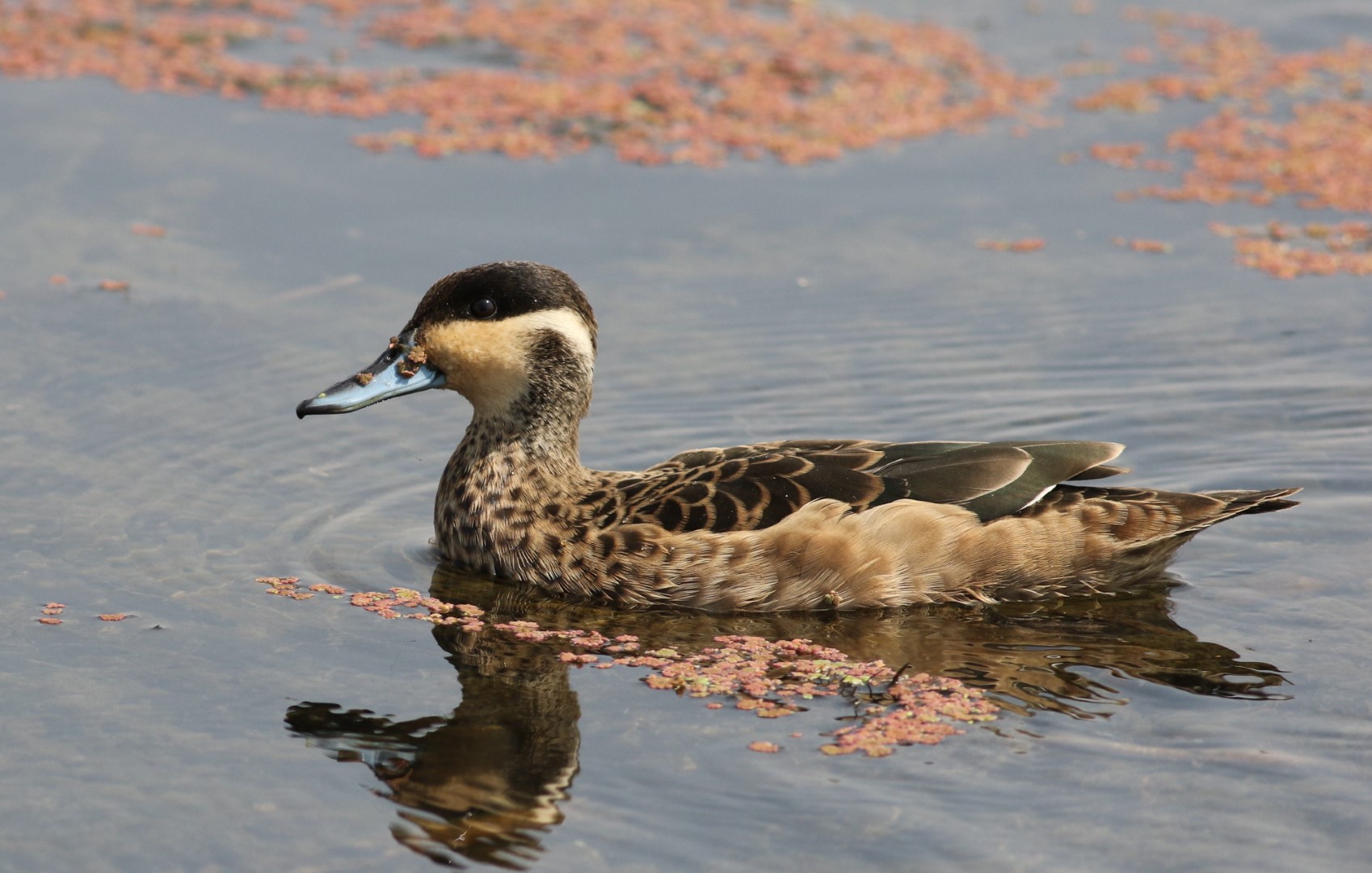 Hottentot Teal