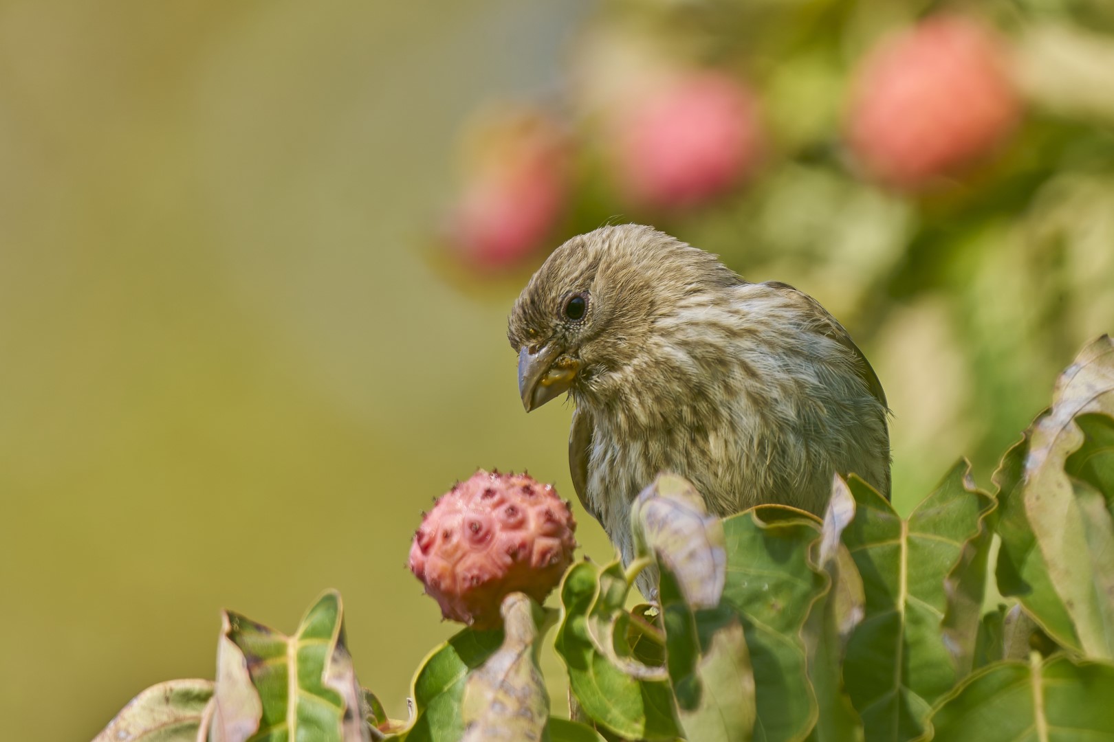 House Finch