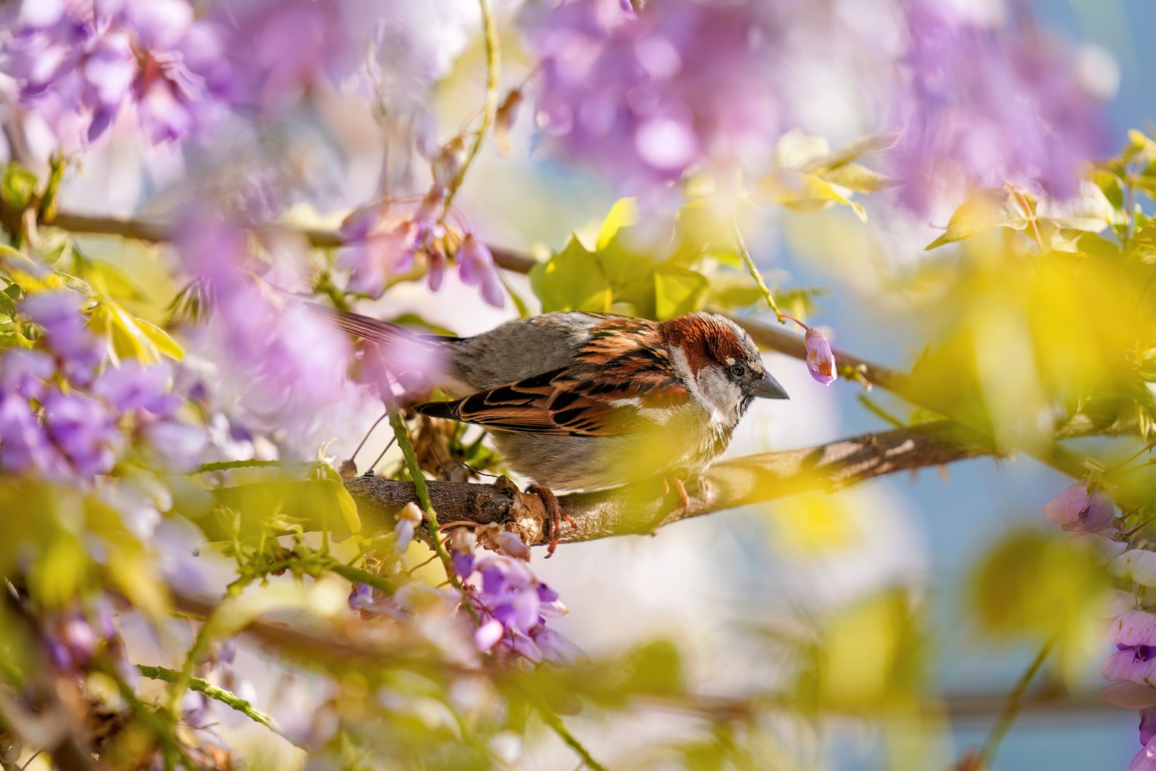 House Sparrow