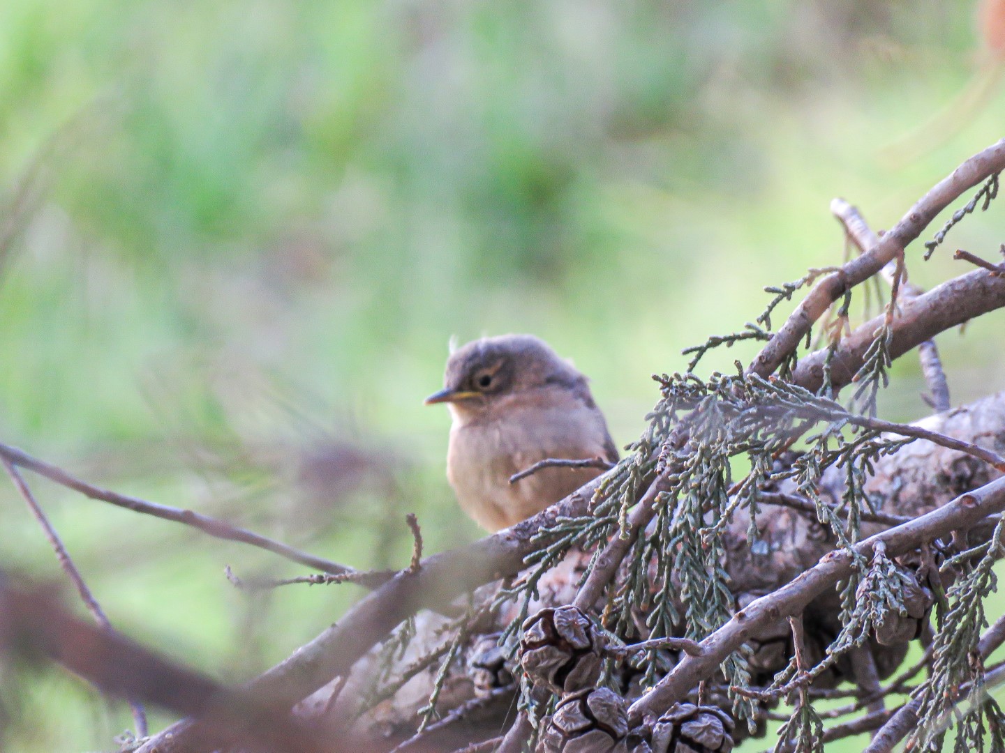 House Wren