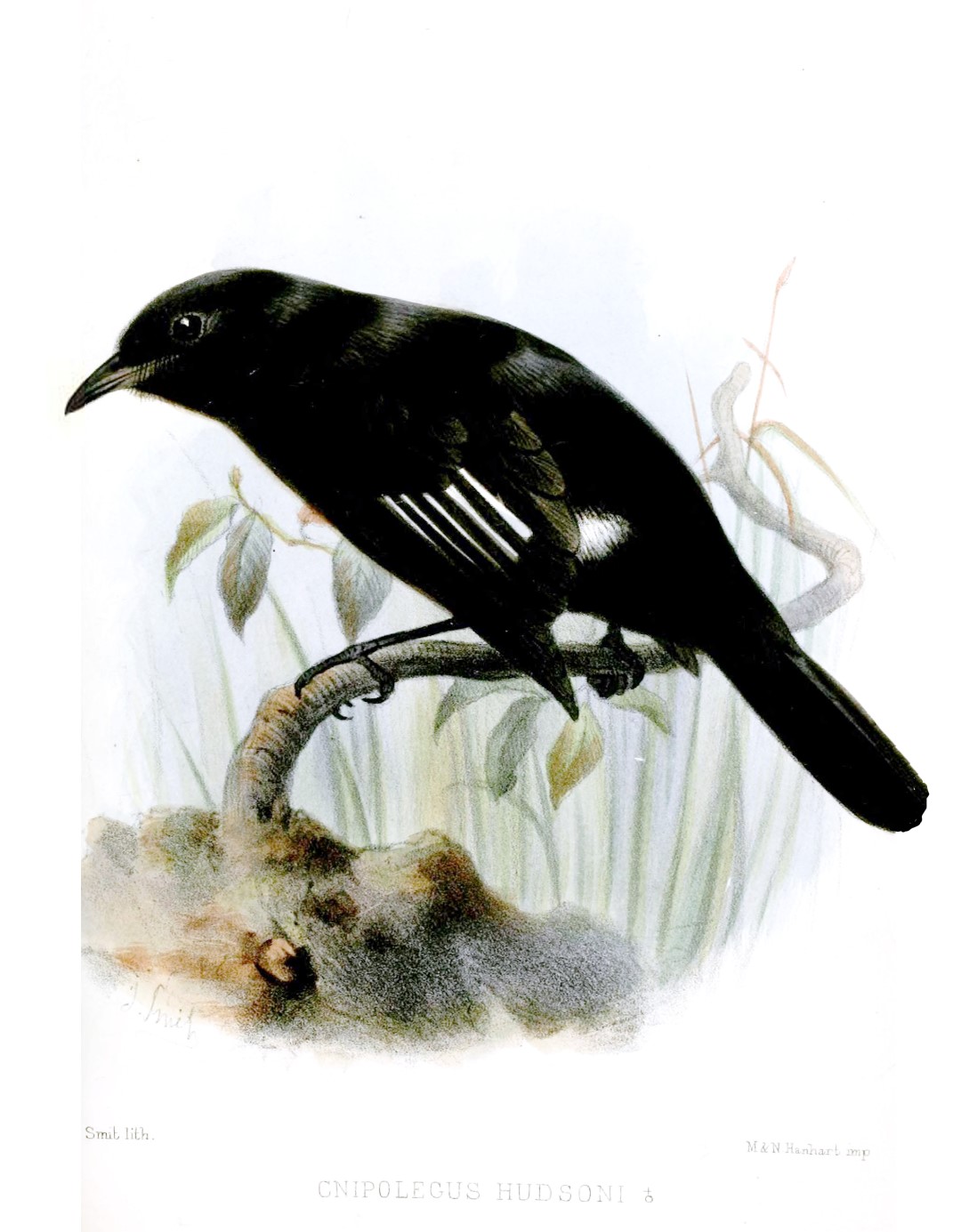 Hudson's Black-Tyrant