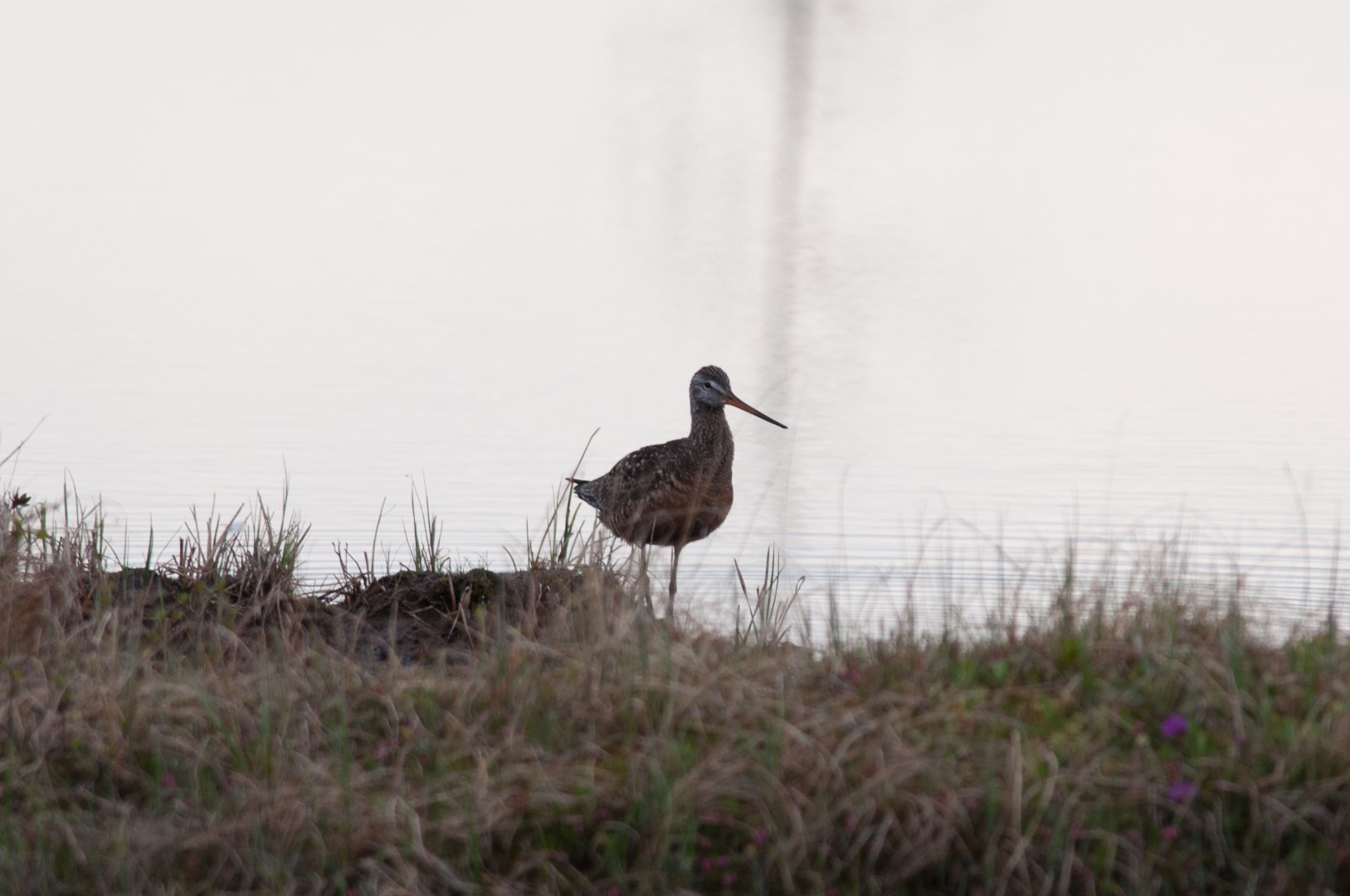 Hudsonian Godwit