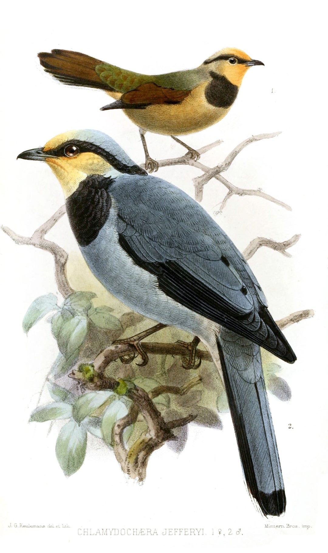 Huia