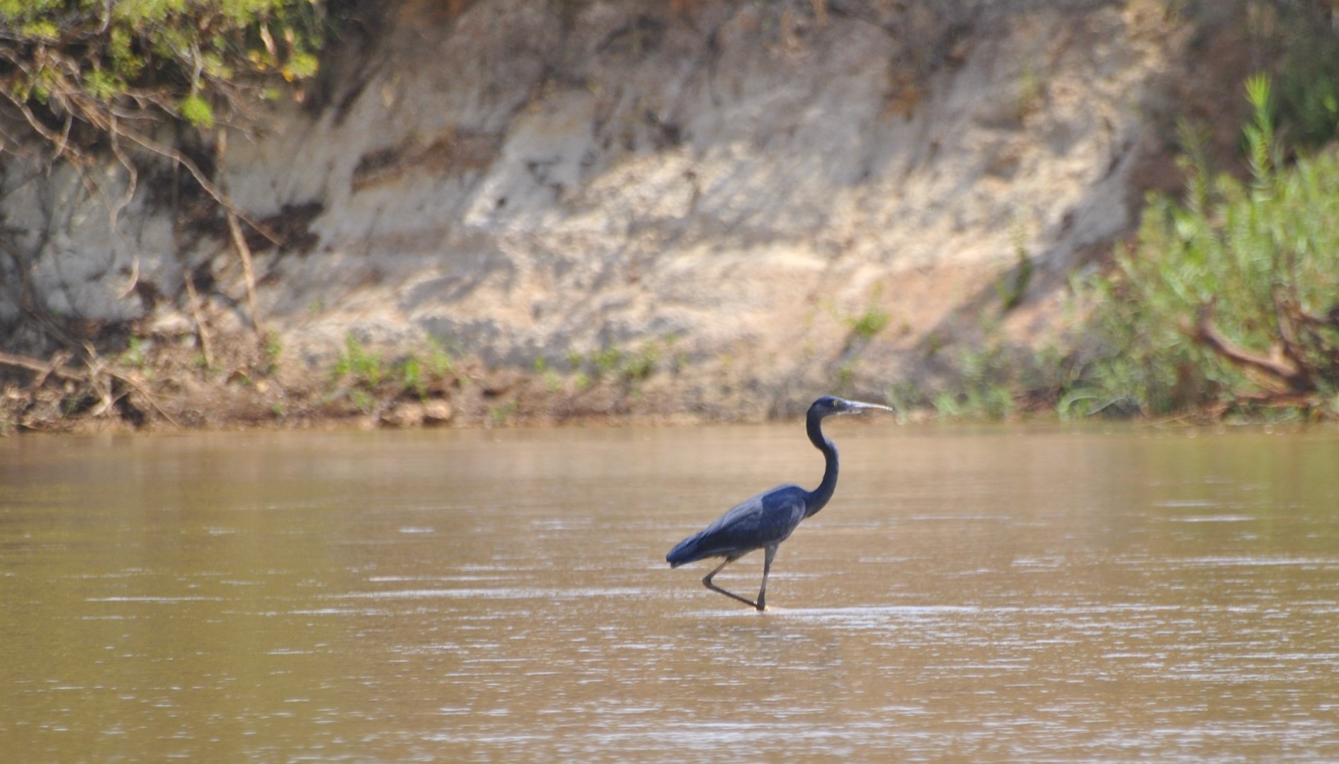 Humblot's Heron