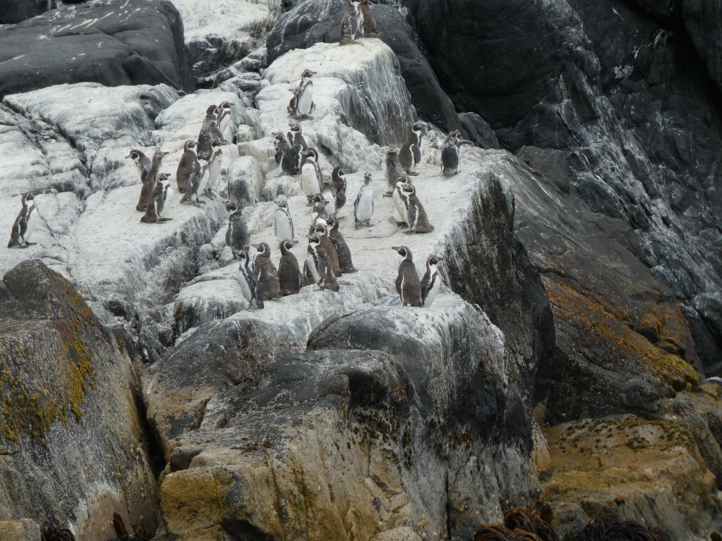 Humboldt penguin