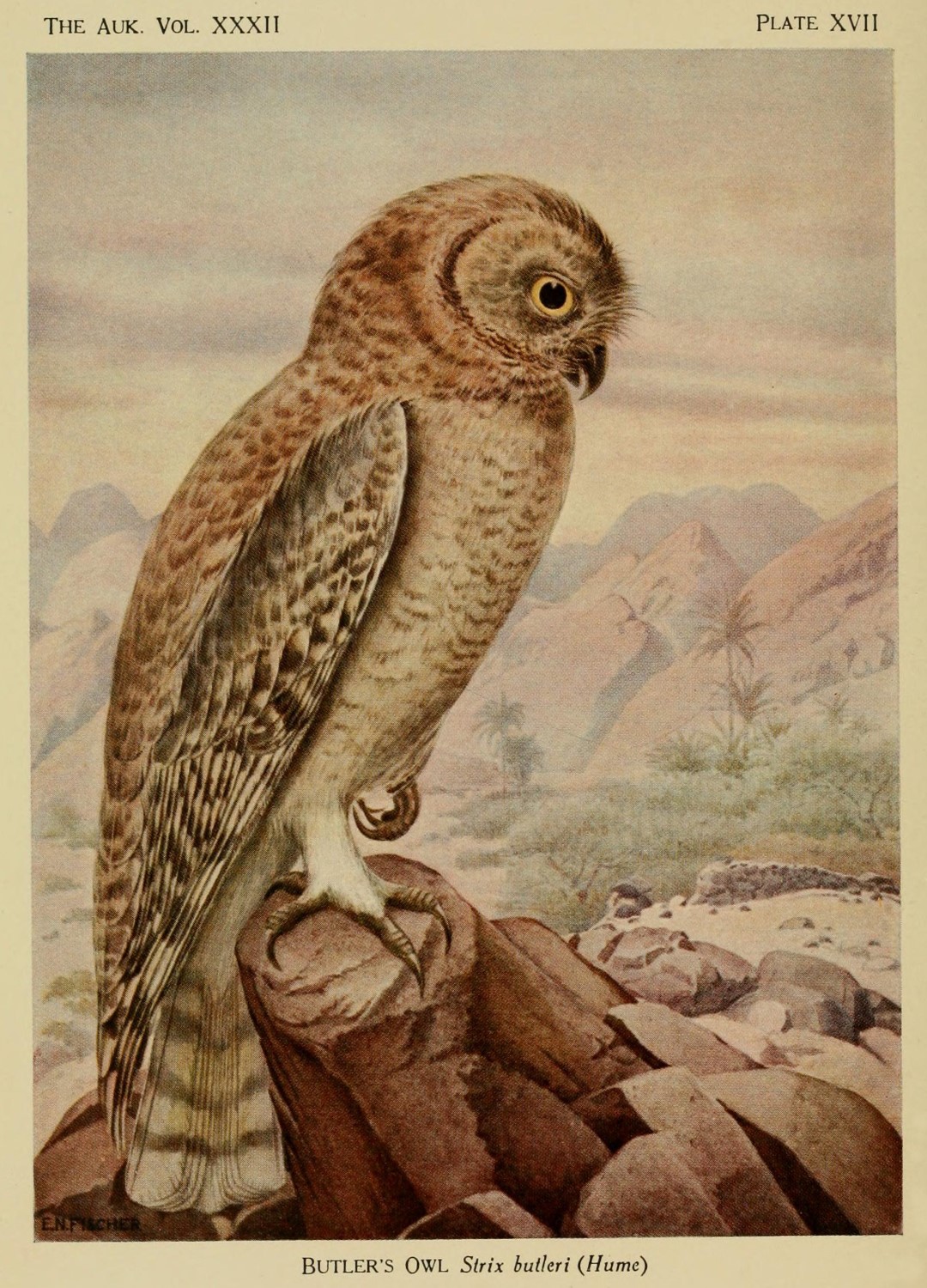 Hume's Owl