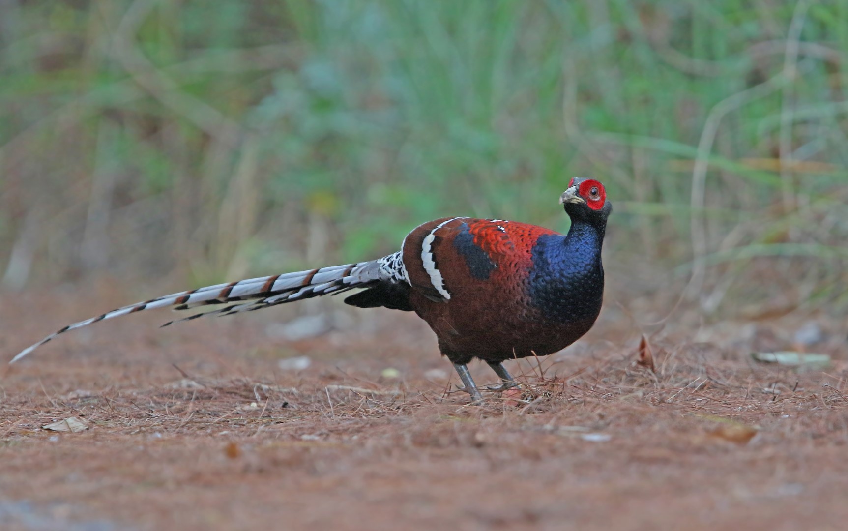 Hume's Pheasant
