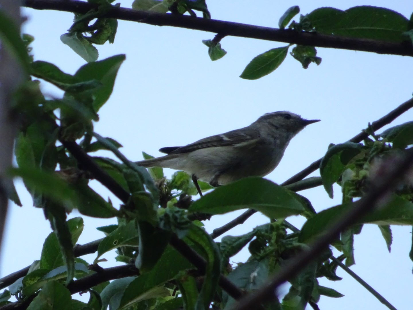 Hume's warbler