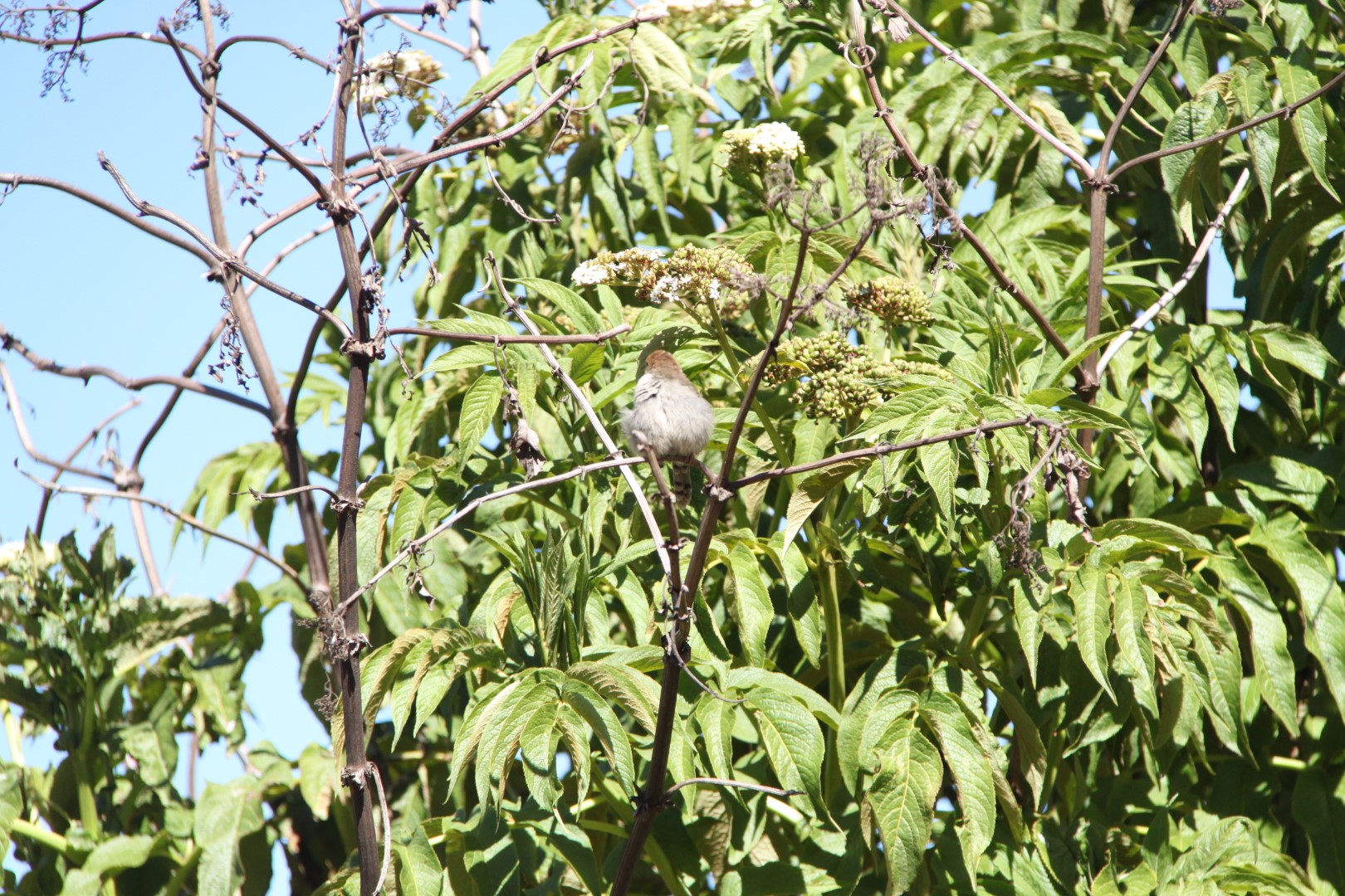 Hunter's cisticola