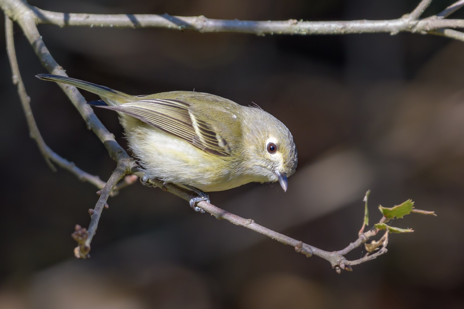 Hutton's Vireo