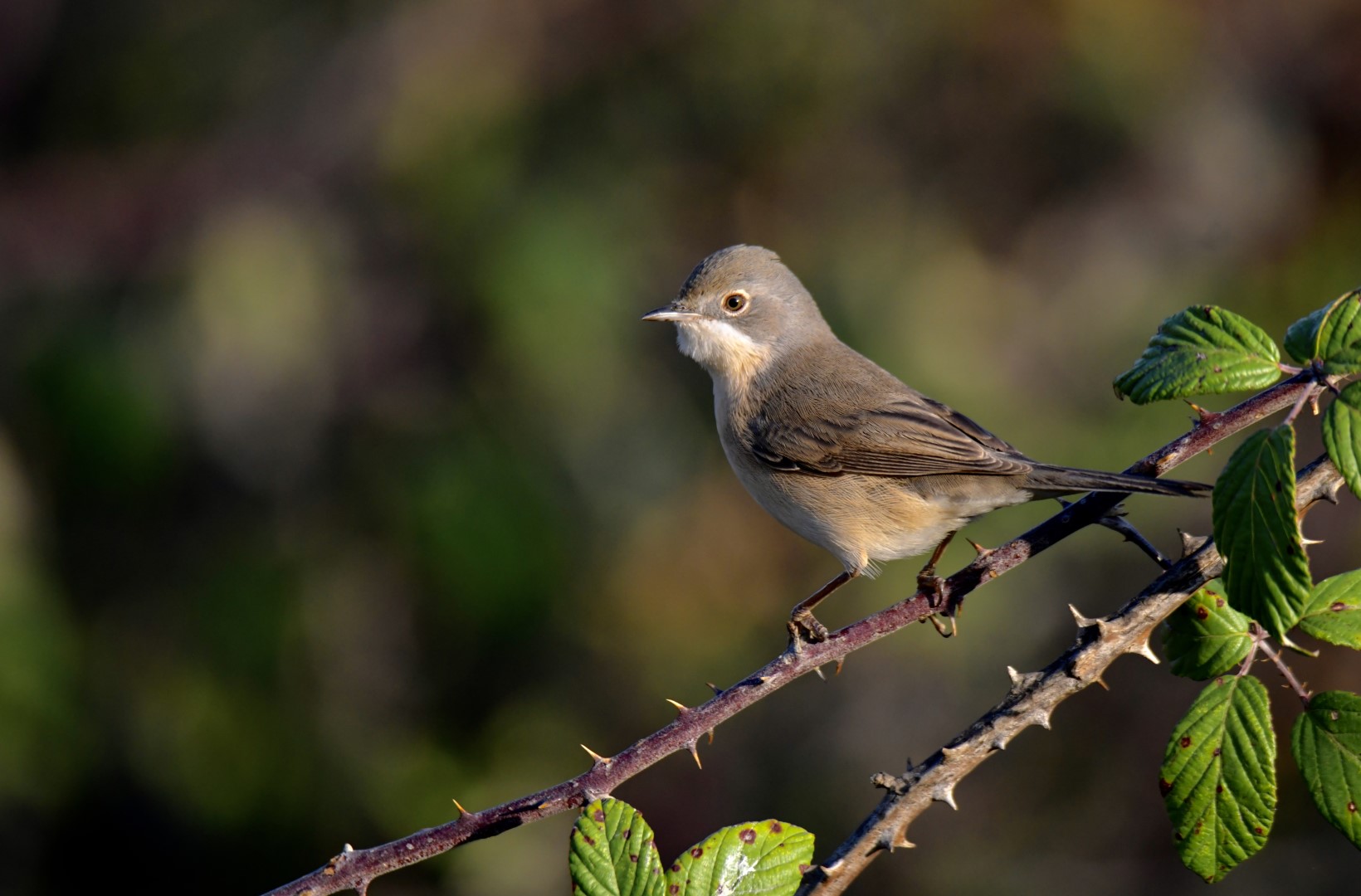 Iberian Chiffchaff