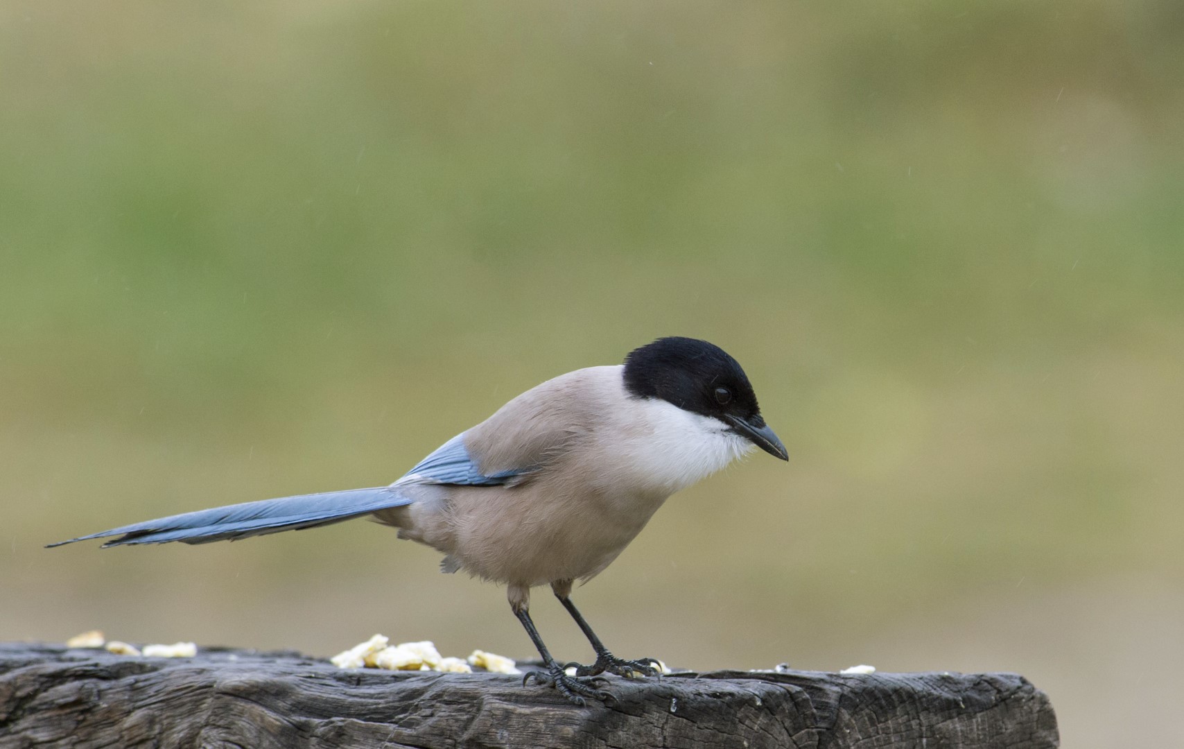 Iberian Magpie