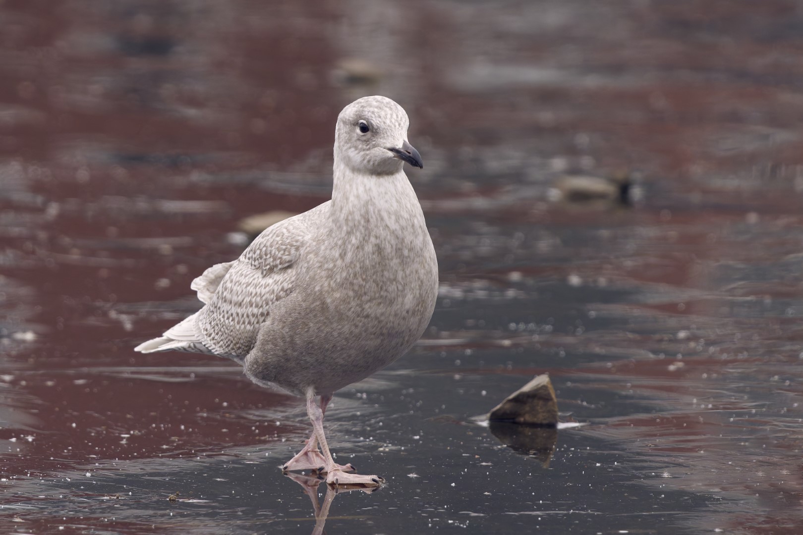 Iceland Gull