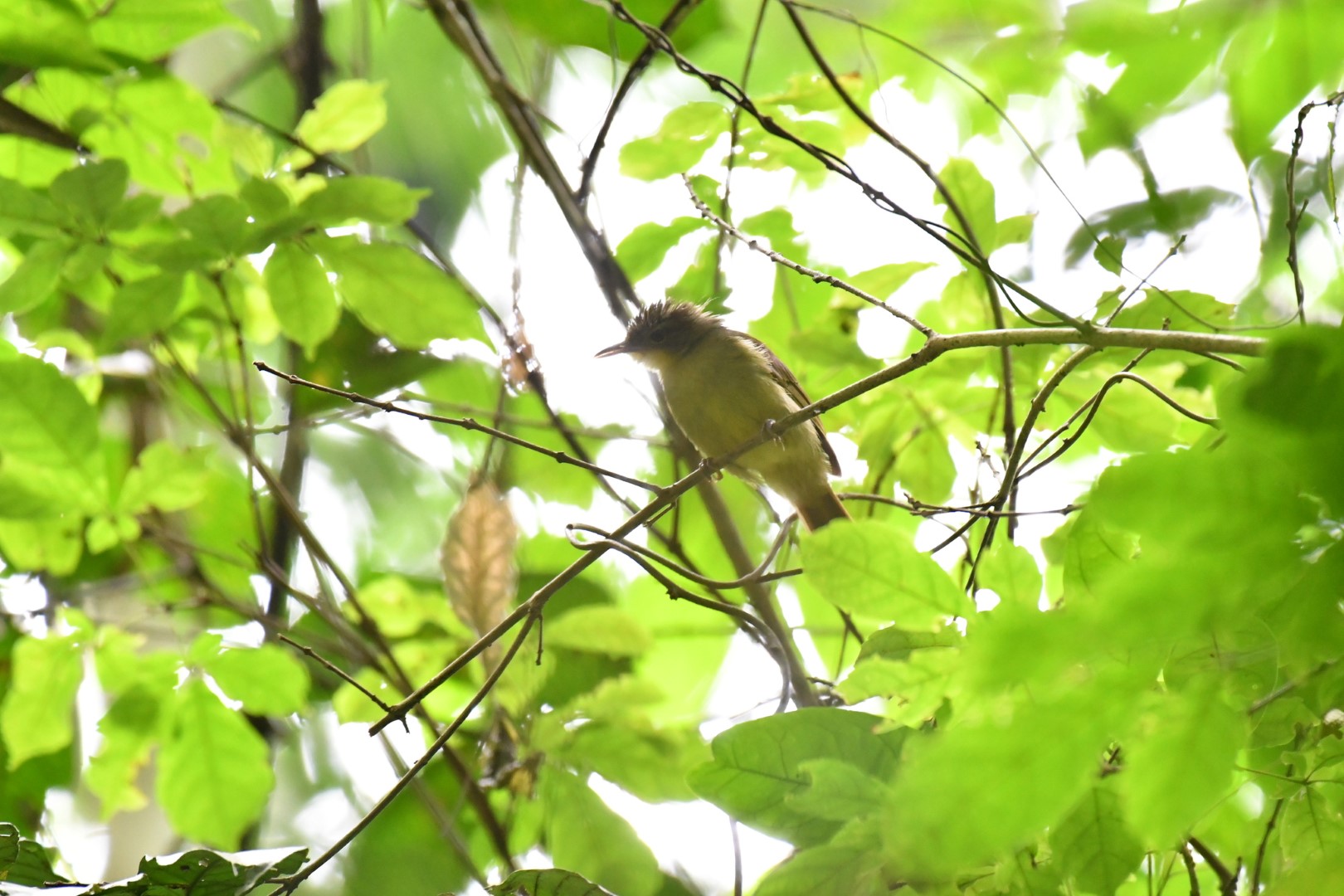 Icterine Greenbul