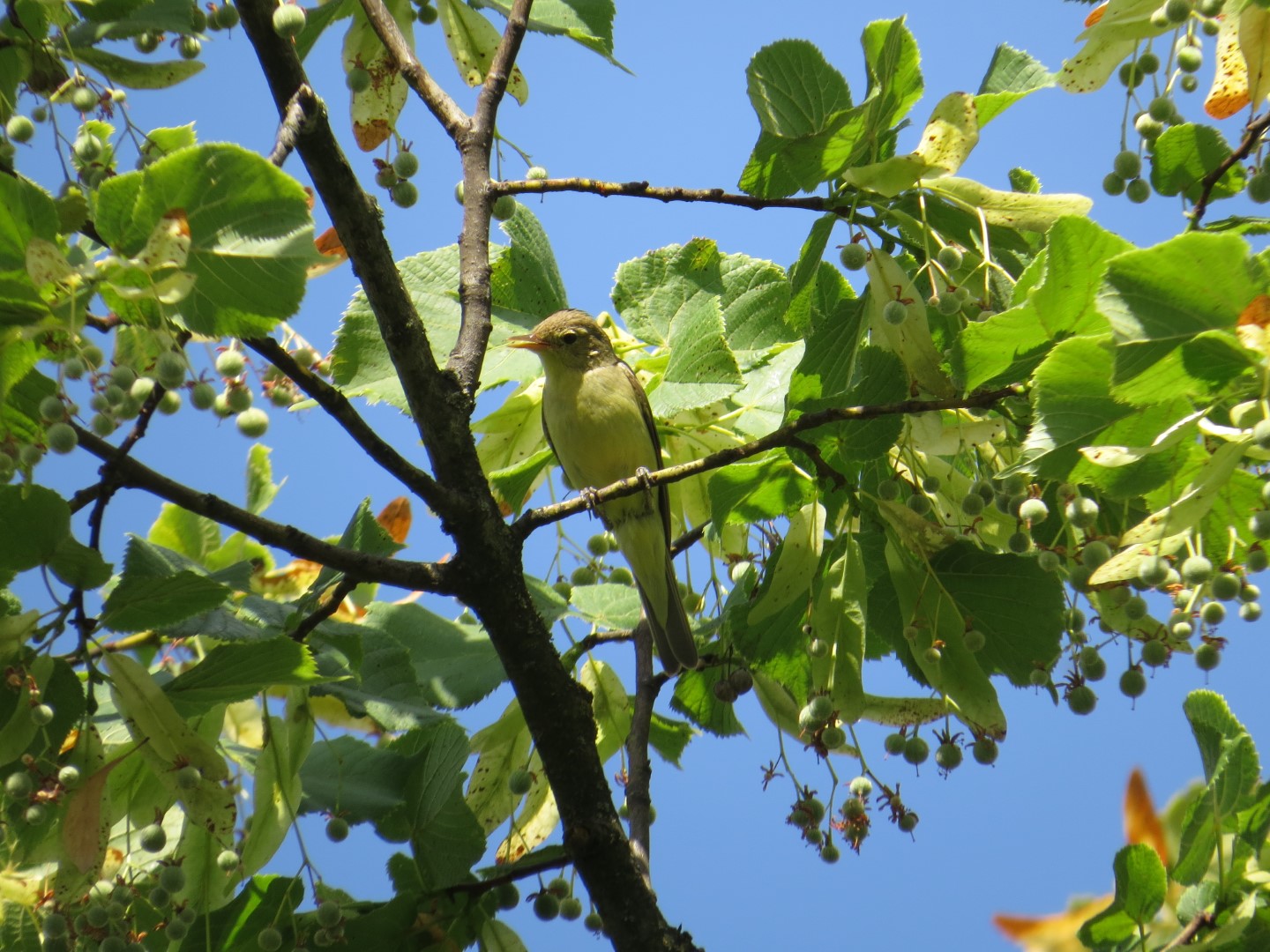 Icterine Warbler