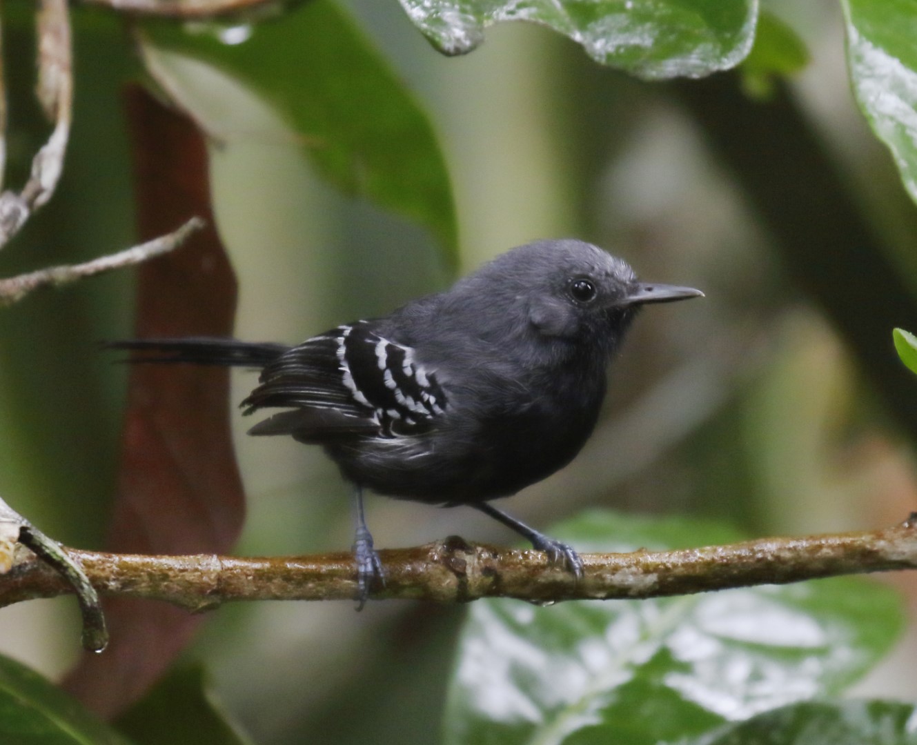 Ihering's Antwren