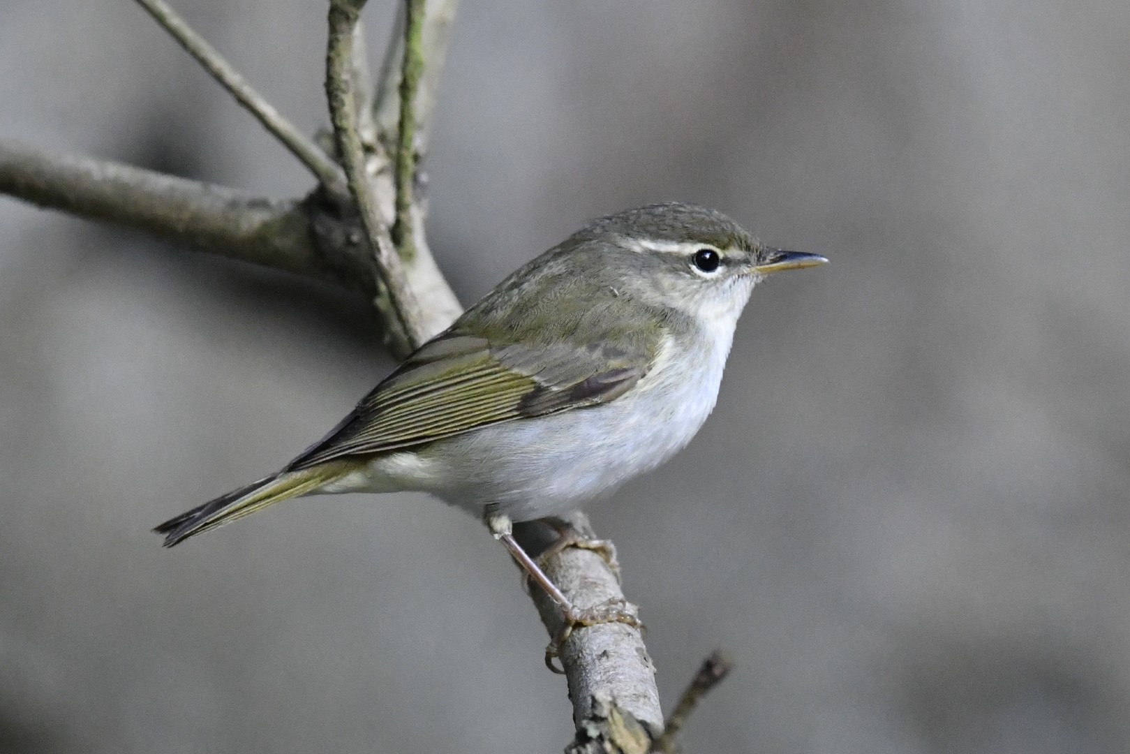 Ijima's Leaf Warbler