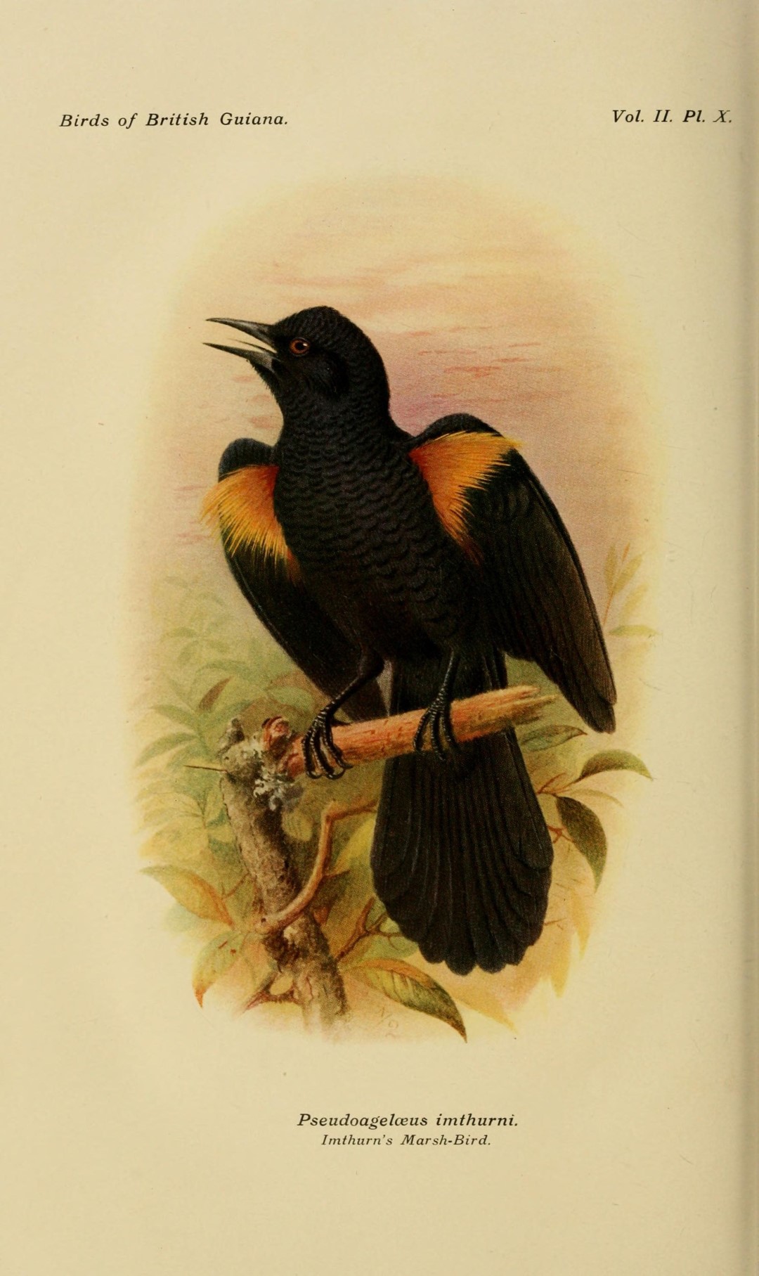 Imthurn's Oriole