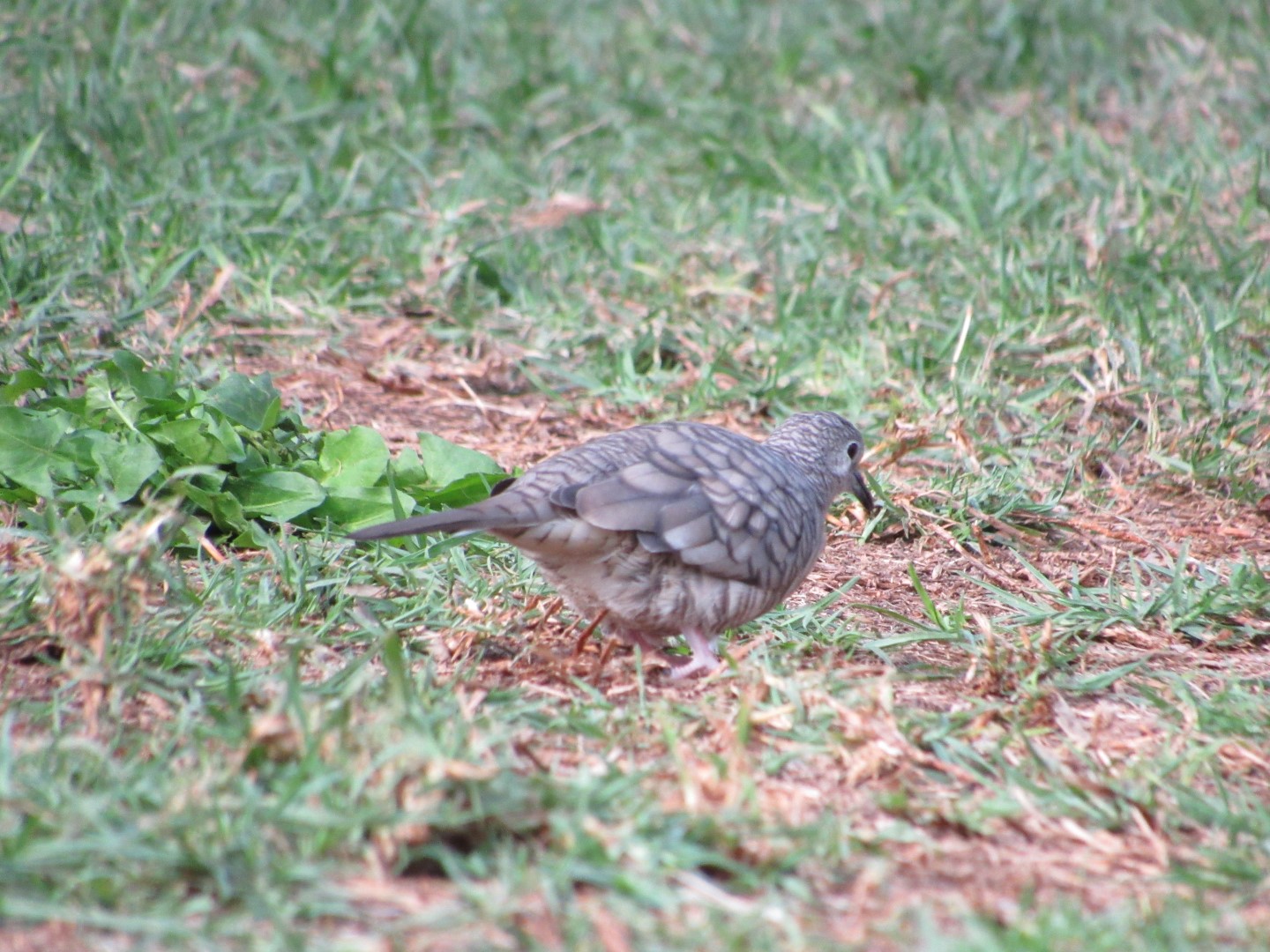 Inca Dove