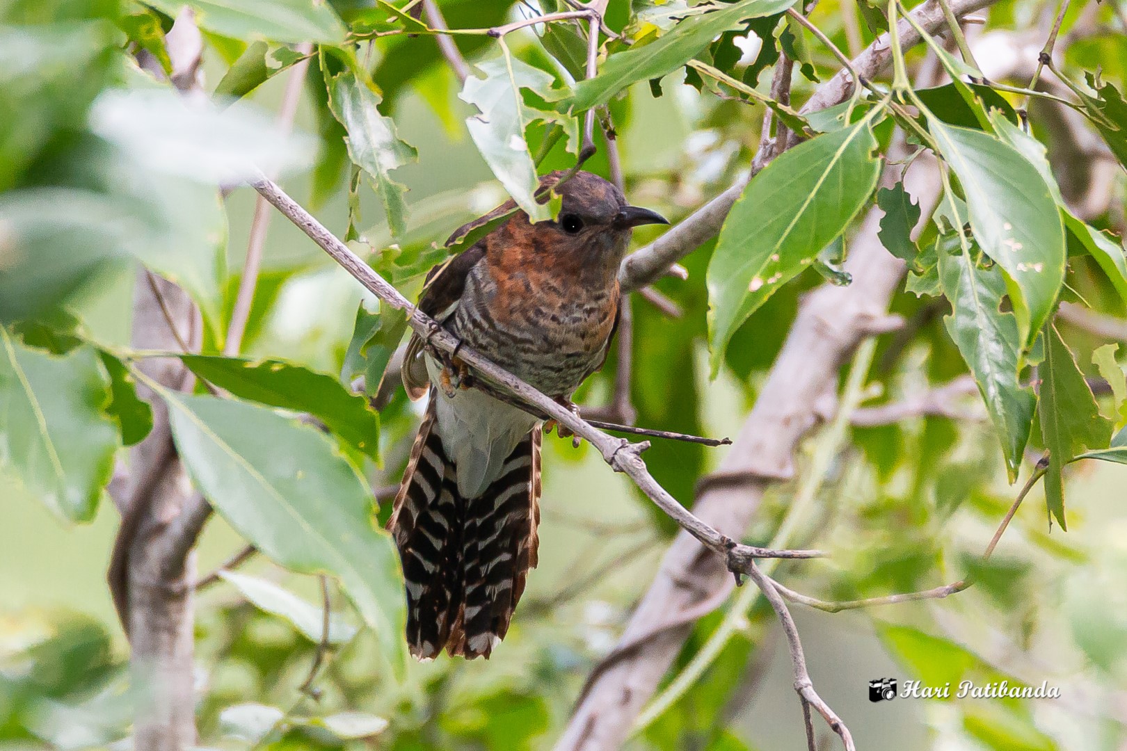Indian Cuckoo