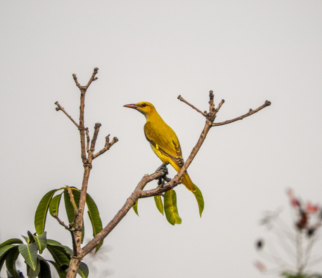 Indian Golden Oriole