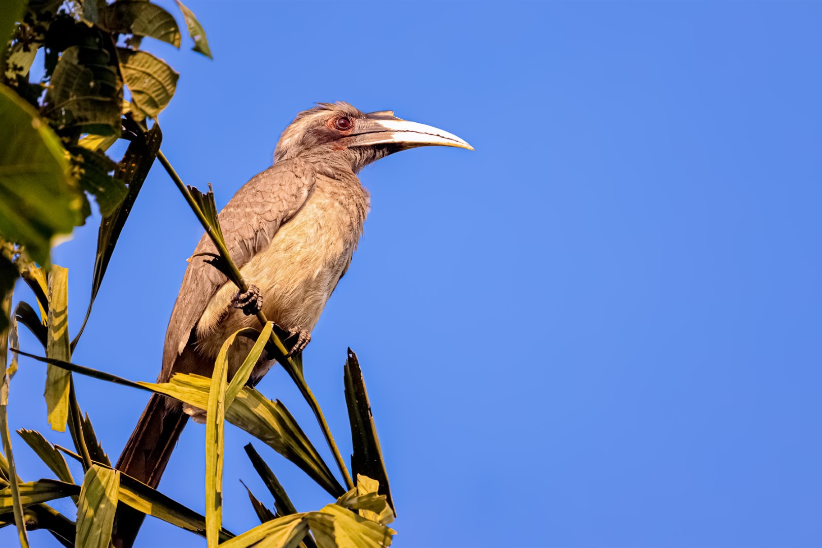 Indian Grey Hornbill